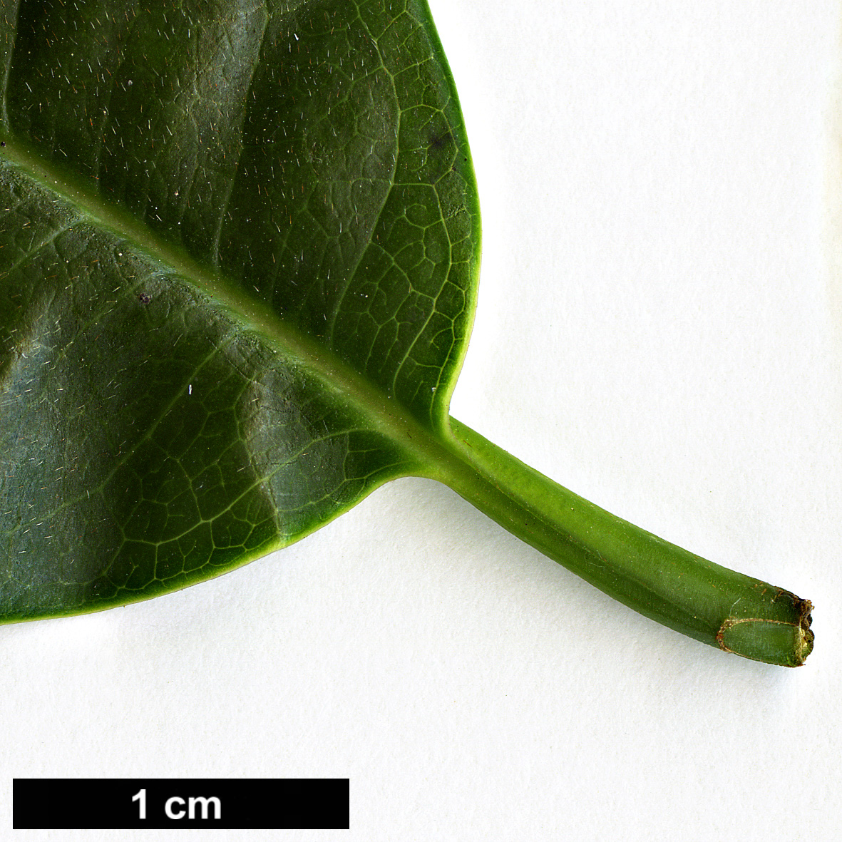 High resolution image: Family: Magnoliaceae - Genus: Magnolia - Taxon: doltsopa
