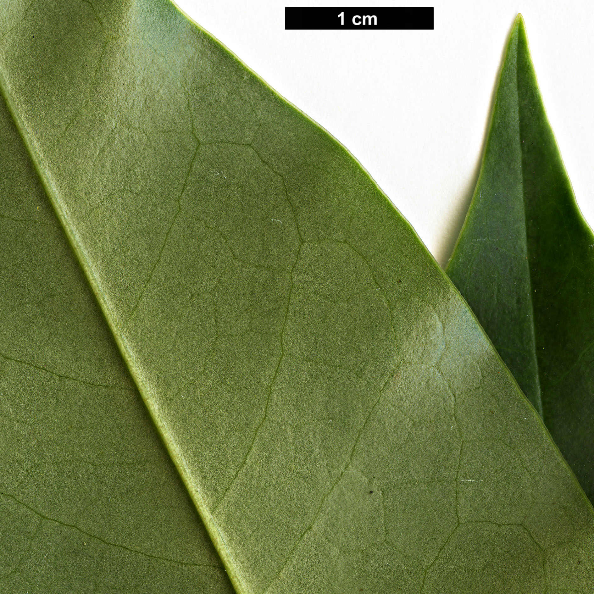 High resolution image: Family: Magnoliaceae - Genus: Magnolia - Taxon: duclouxii