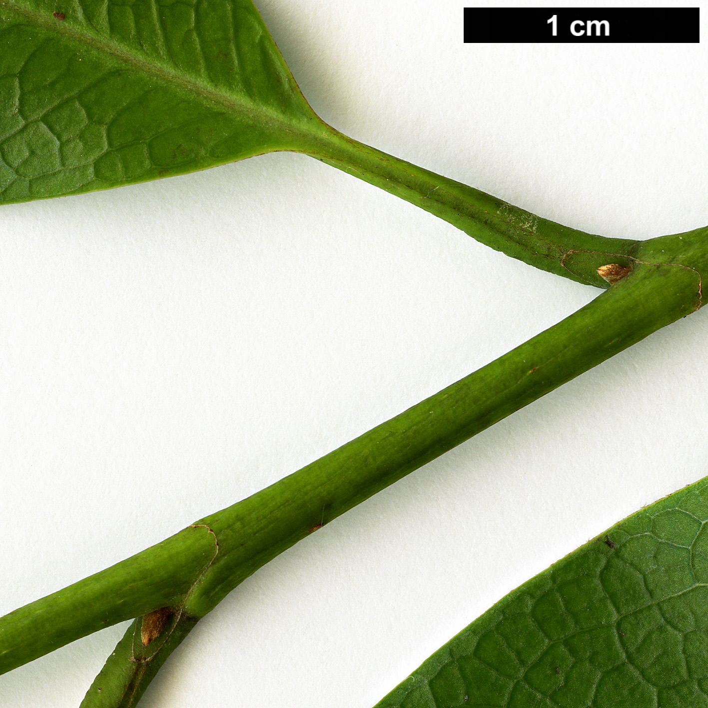 High resolution image: Family: Magnoliaceae - Genus: Magnolia - Taxon: ernestii