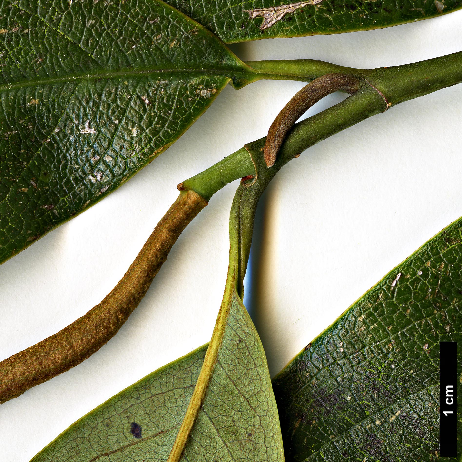 High resolution image: Family: Magnoliaceae - Genus: Magnolia - Taxon: ernestii