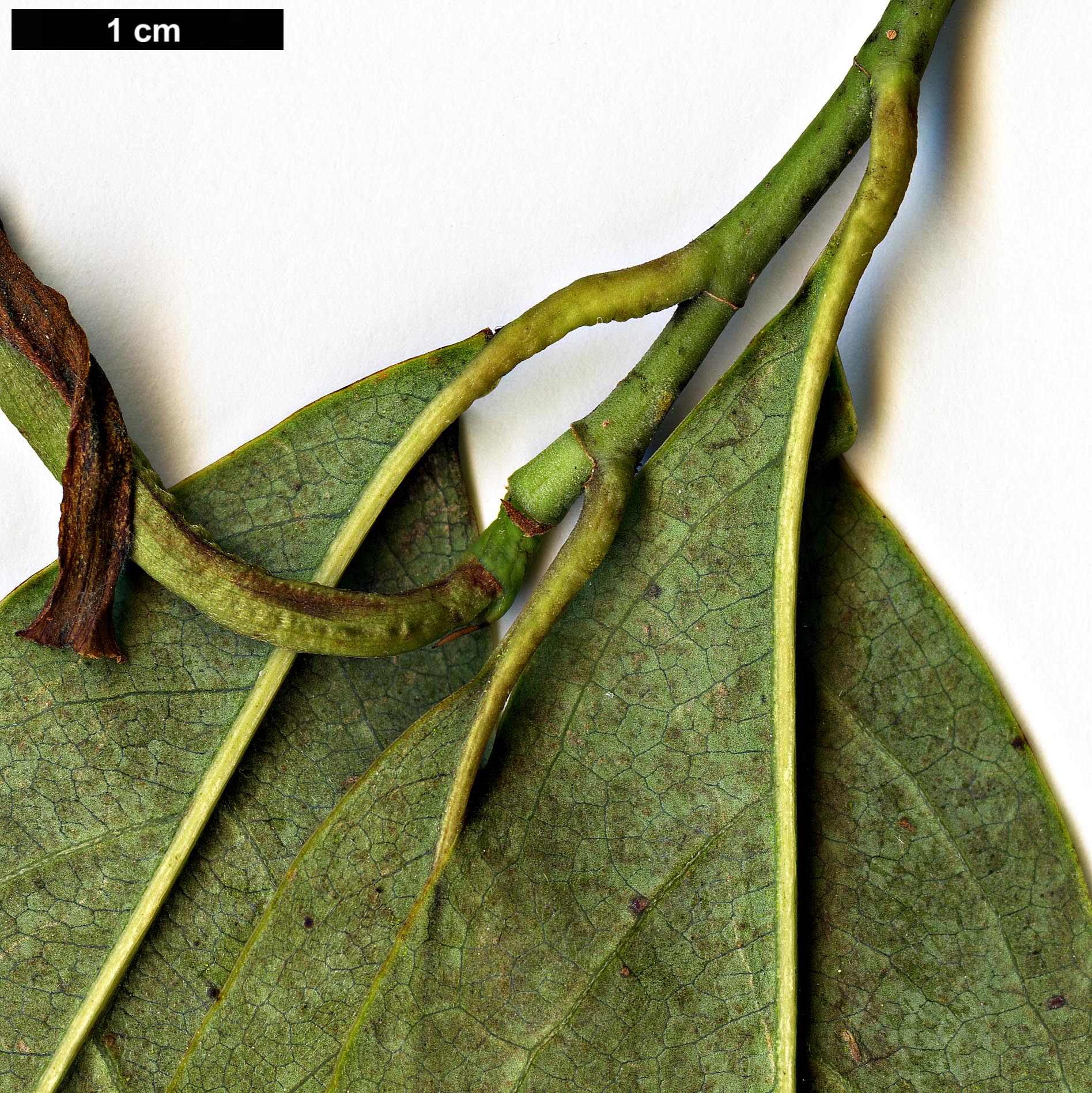 High resolution image: Family: Magnoliaceae - Genus: Magnolia - Taxon: ernestii