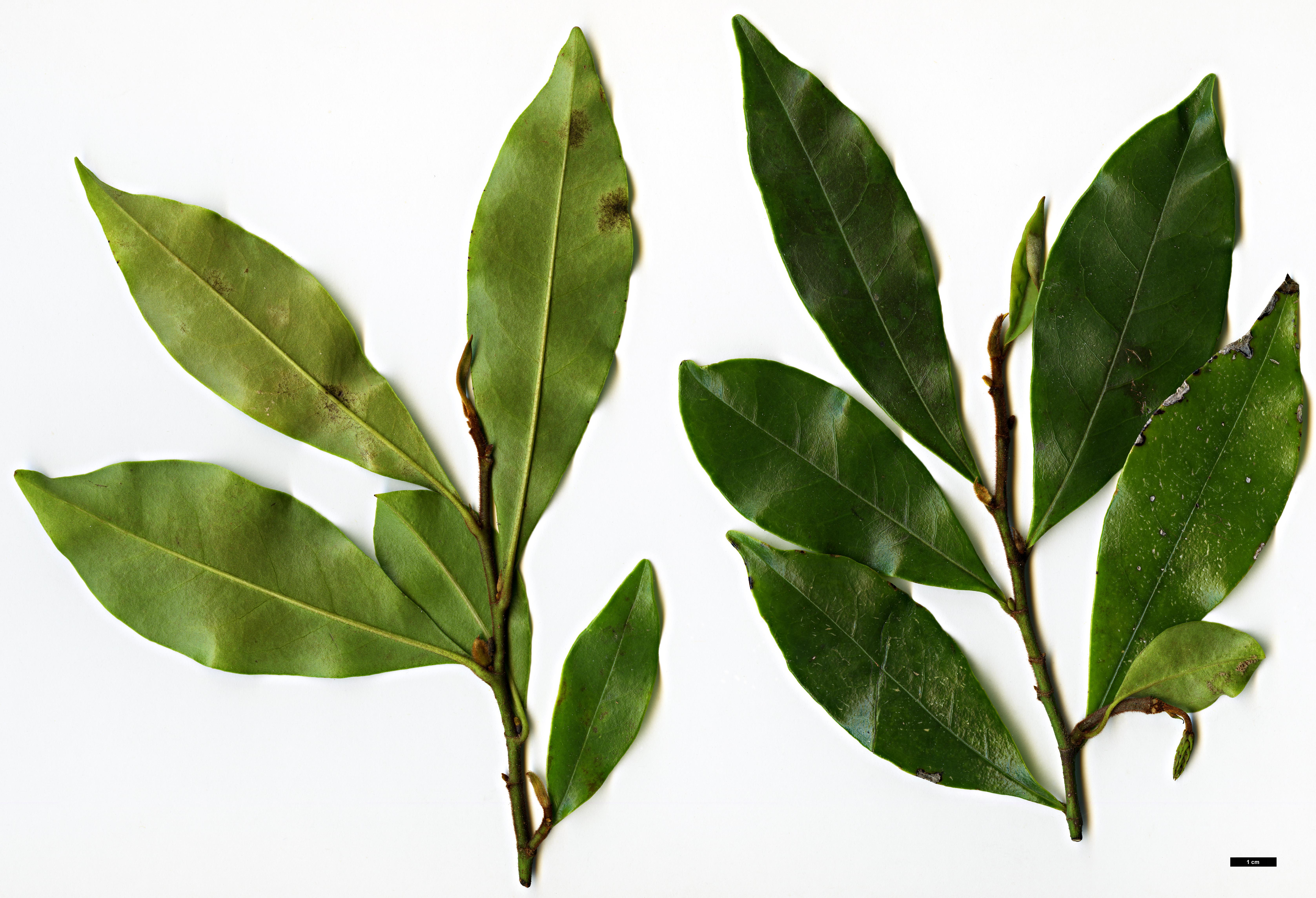 High resolution image: Family: Magnoliaceae - Genus: Magnolia - Taxon: figo High resolution image: Family: Magnoliaceae - Genus: Magnolia - Taxon: figo