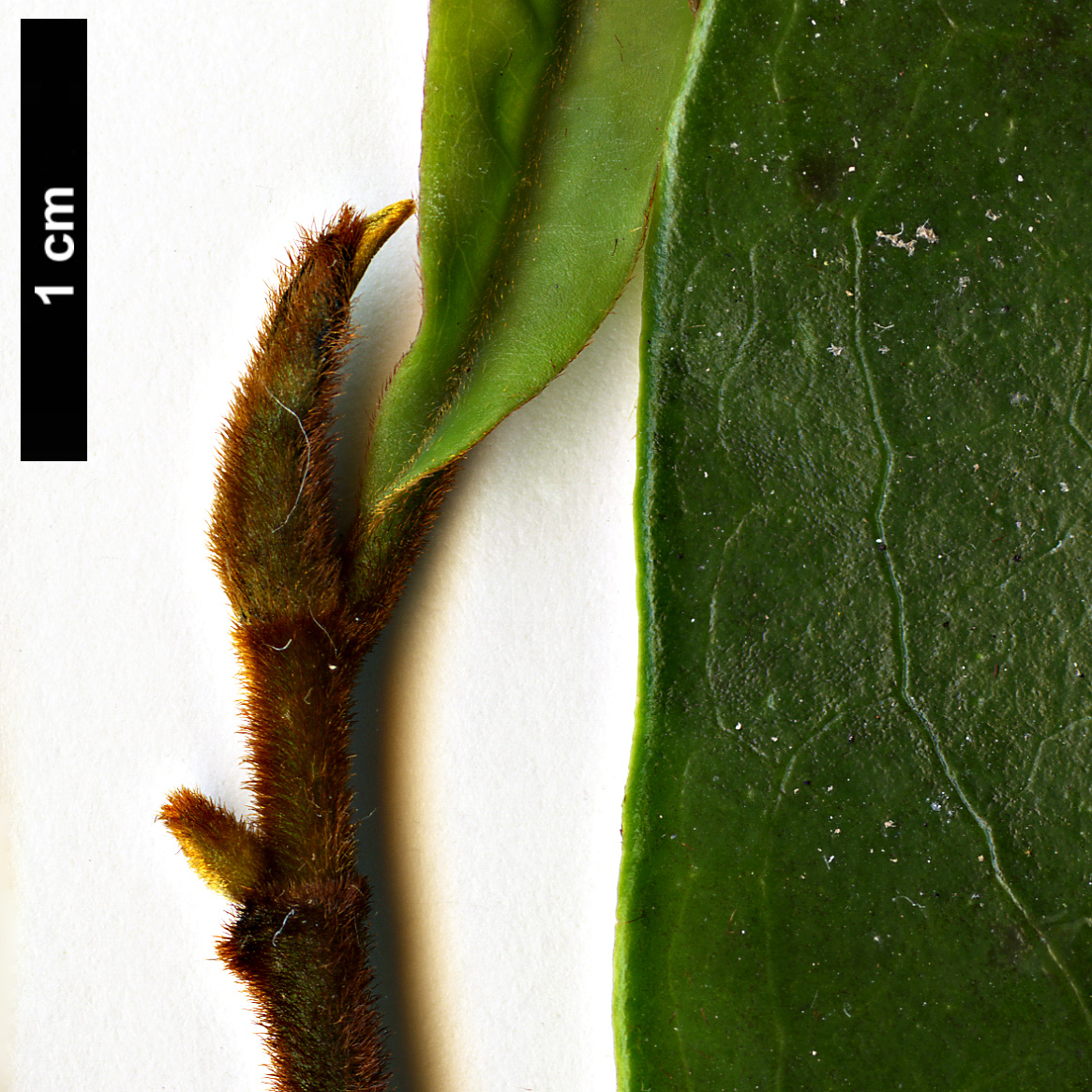 High resolution image: Family: Magnoliaceae - Genus: Magnolia - Taxon: figo High resolution image: Family: Magnoliaceae - Genus: Magnolia - Taxon: figo