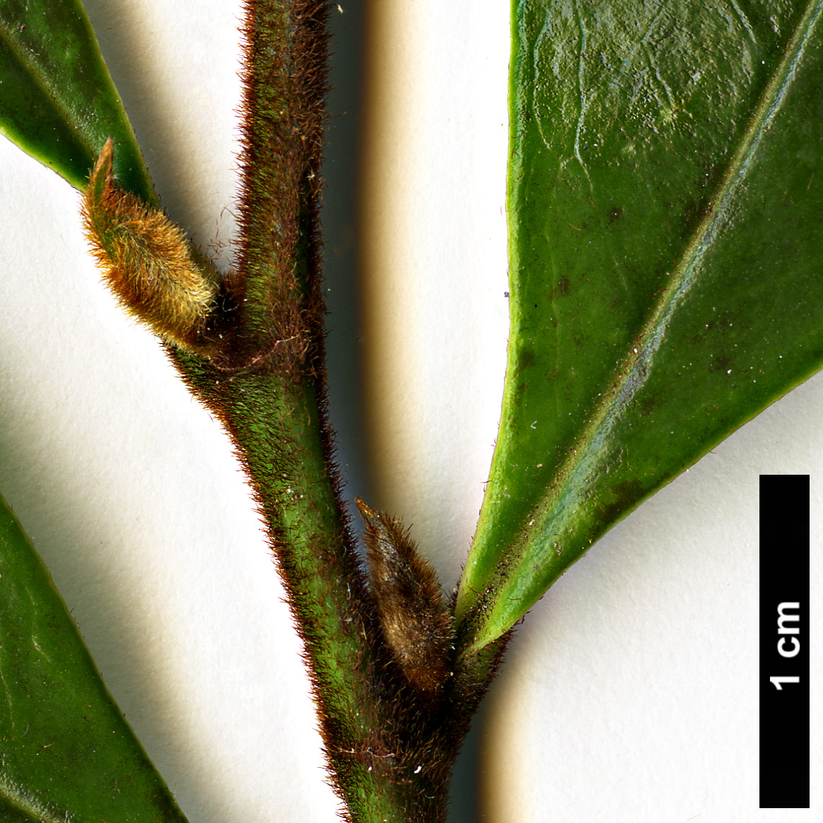 High resolution image: Family: Magnoliaceae - Genus: Magnolia - Taxon: figo