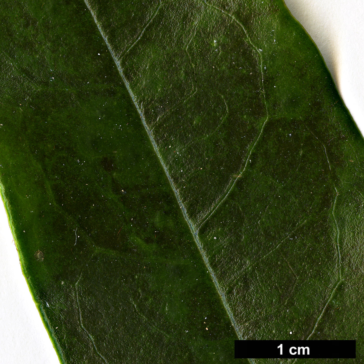 High resolution image: Family: Magnoliaceae - Genus: Magnolia - Taxon: figo High resolution image: Family: Magnoliaceae - Genus: Magnolia - Taxon: figo