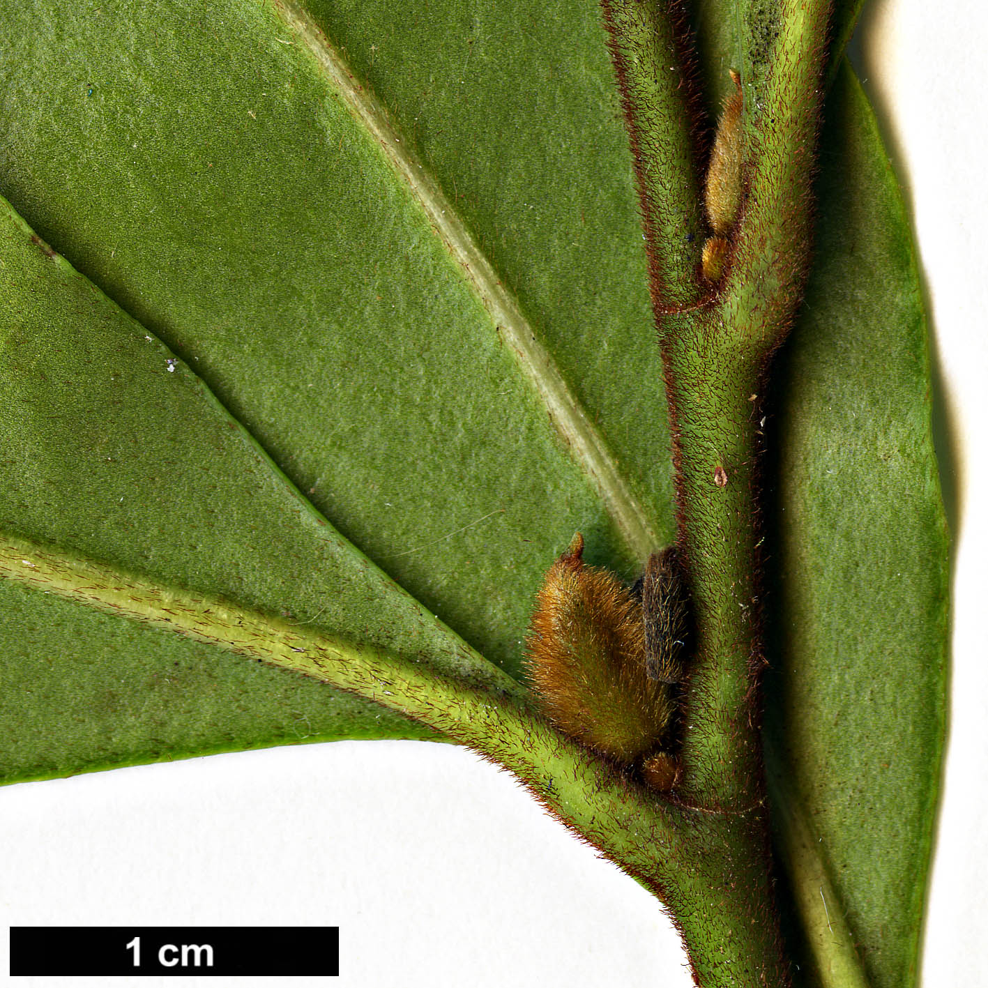 High resolution image: Family: Magnoliaceae - Genus: Magnolia - Taxon: figo High resolution image: Family: Magnoliaceae - Genus: Magnolia - Taxon: figo