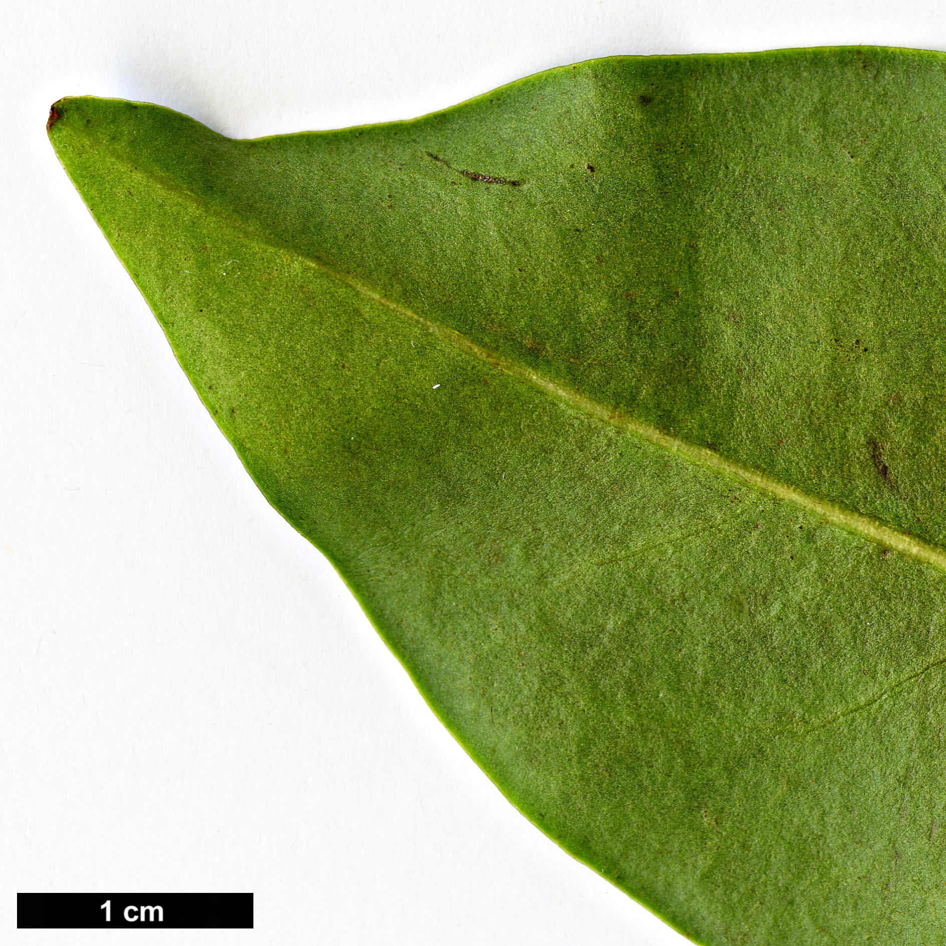 High resolution image: Family: Magnoliaceae - Genus: Magnolia - Taxon: figo High resolution image: Family: Magnoliaceae - Genus: Magnolia - Taxon: figo