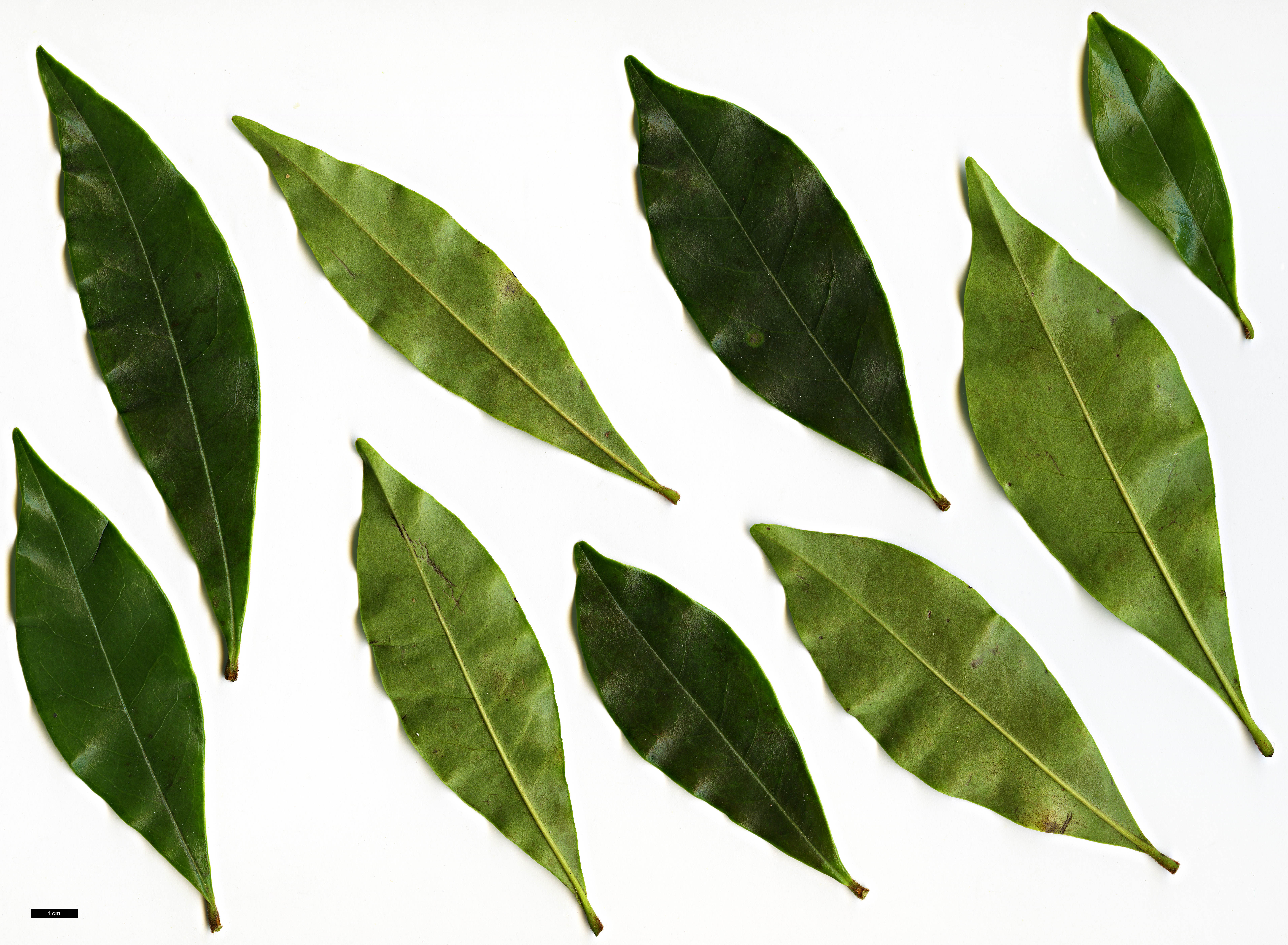 High resolution image: Family: Magnoliaceae - Genus: Magnolia - Taxon: figo High resolution image: Family: Magnoliaceae - Genus: Magnolia - Taxon: figo