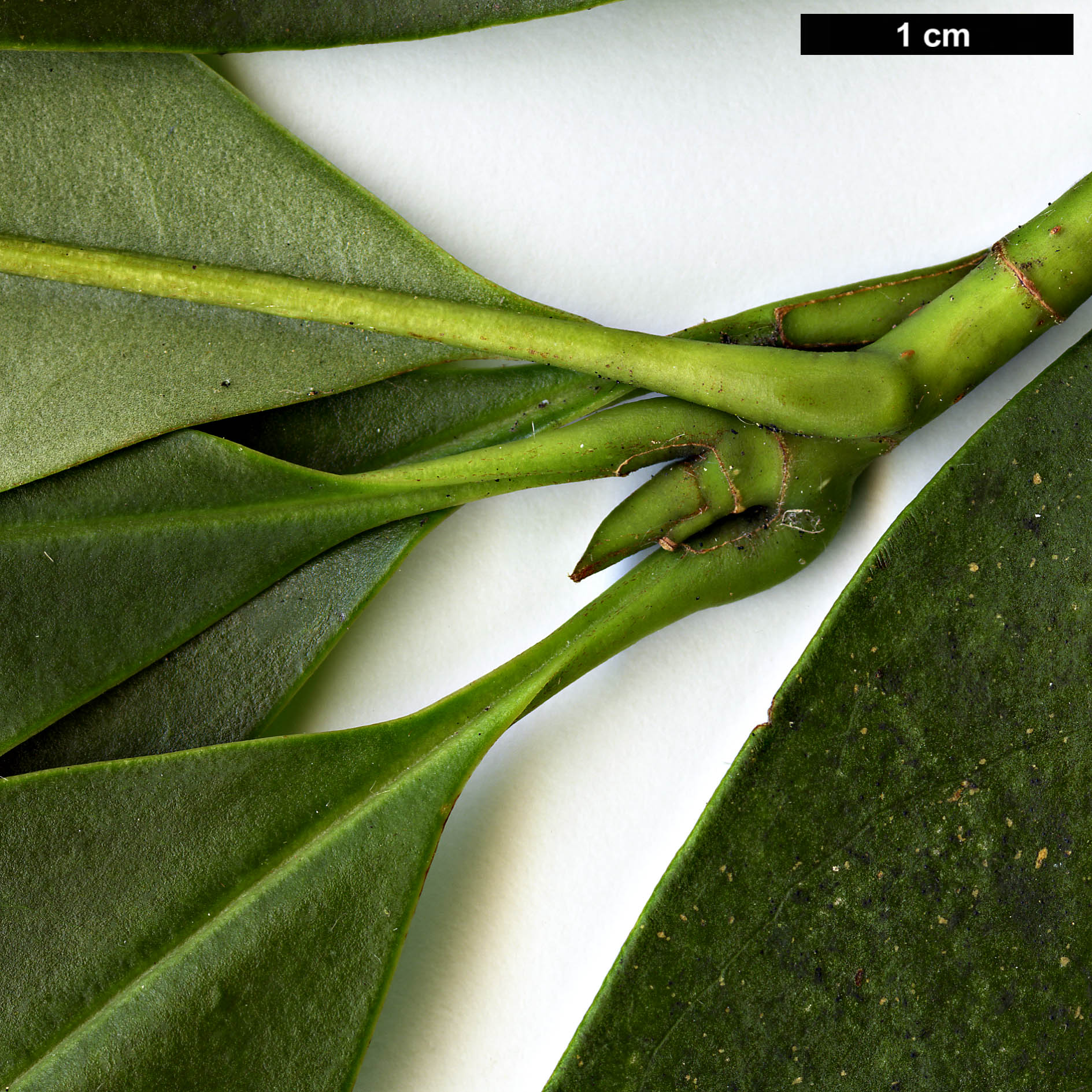 High resolution image: Family: Magnoliaceae - Genus: Magnolia - Taxon: forrestii