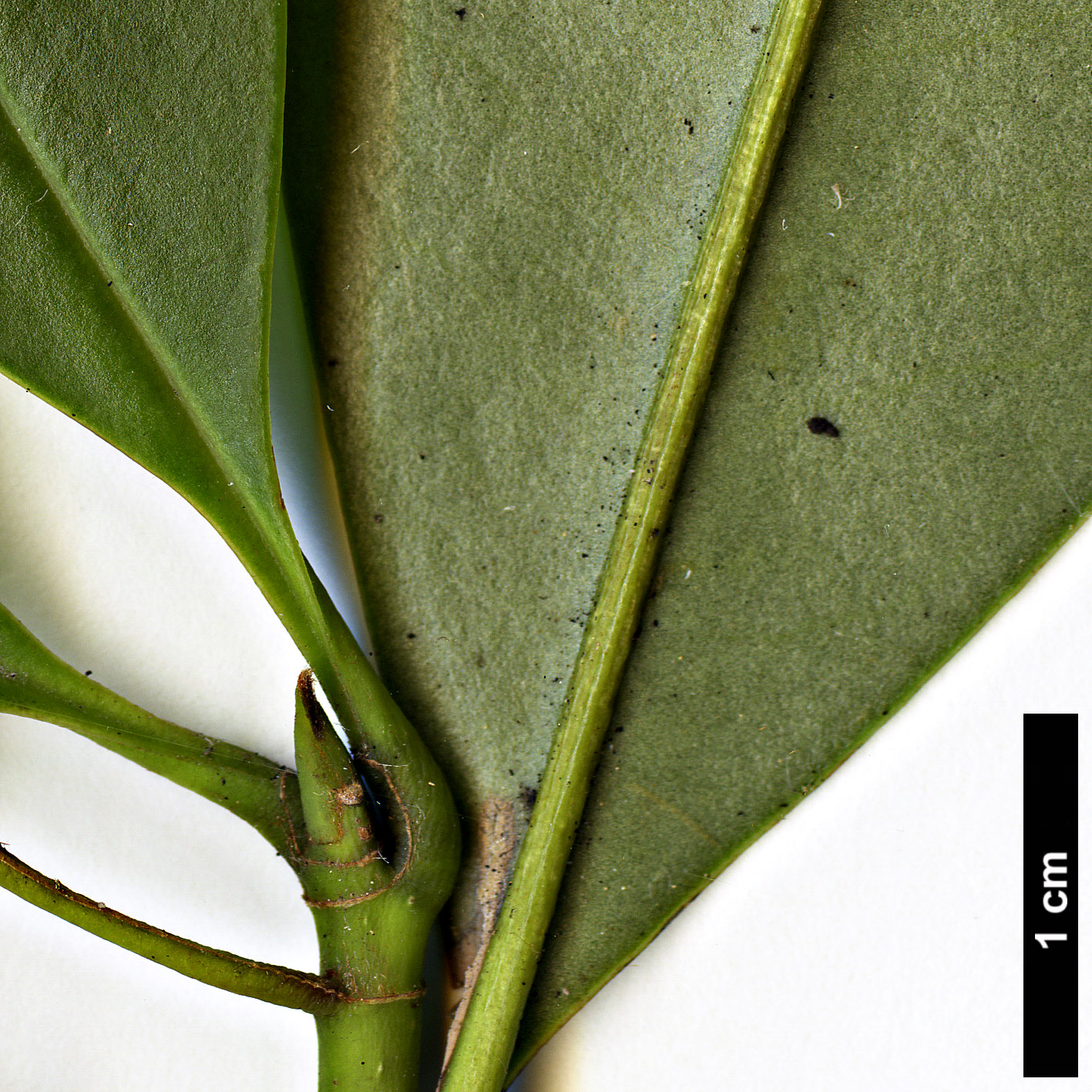 High resolution image: Family: Magnoliaceae - Genus: Magnolia - Taxon: forrestii