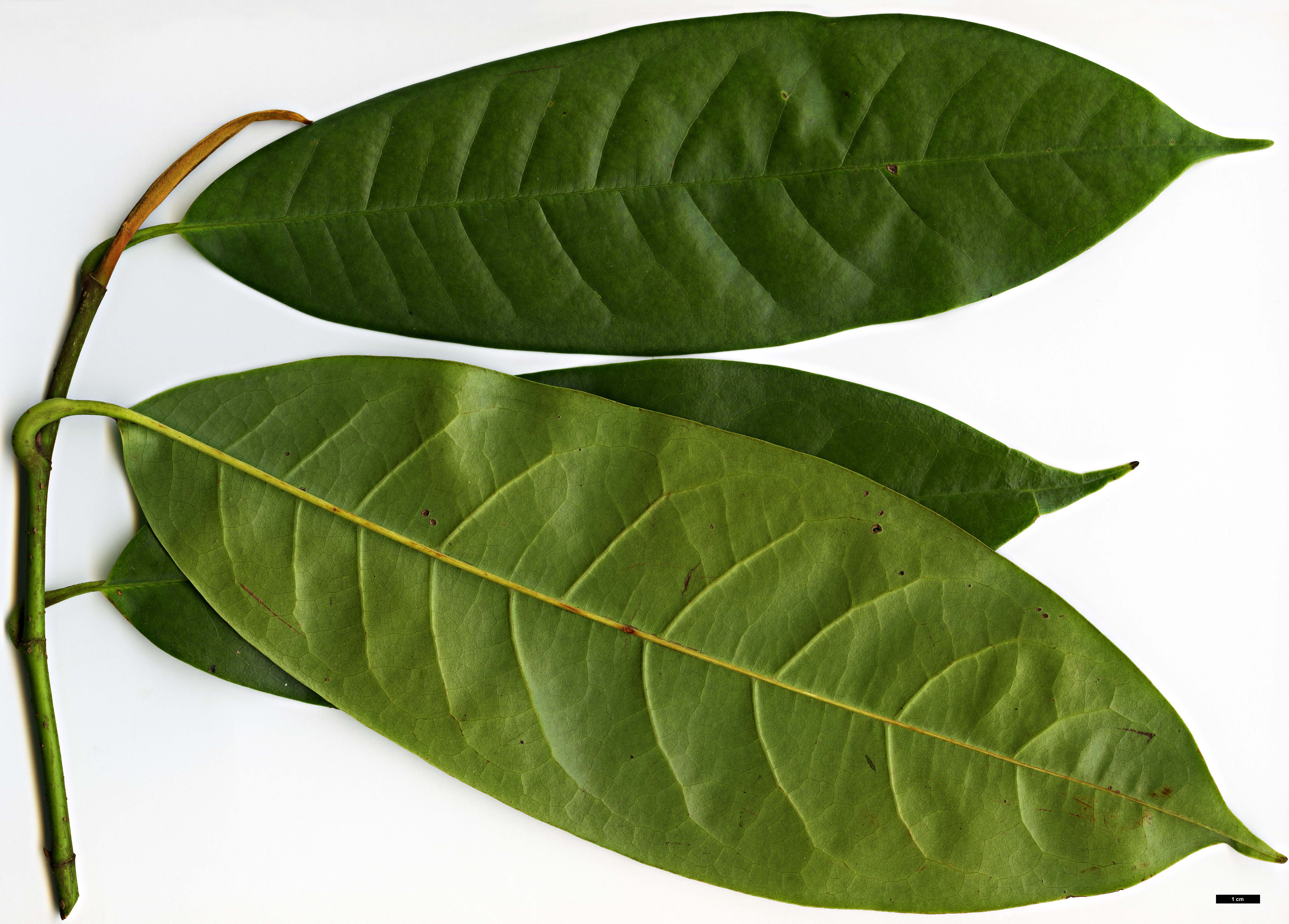 High resolution image: Family: Magnoliaceae - Genus: Magnolia - Taxon: foveolata High resolution image: Family: Magnoliaceae - Genus: Magnolia - Taxon: foveolata