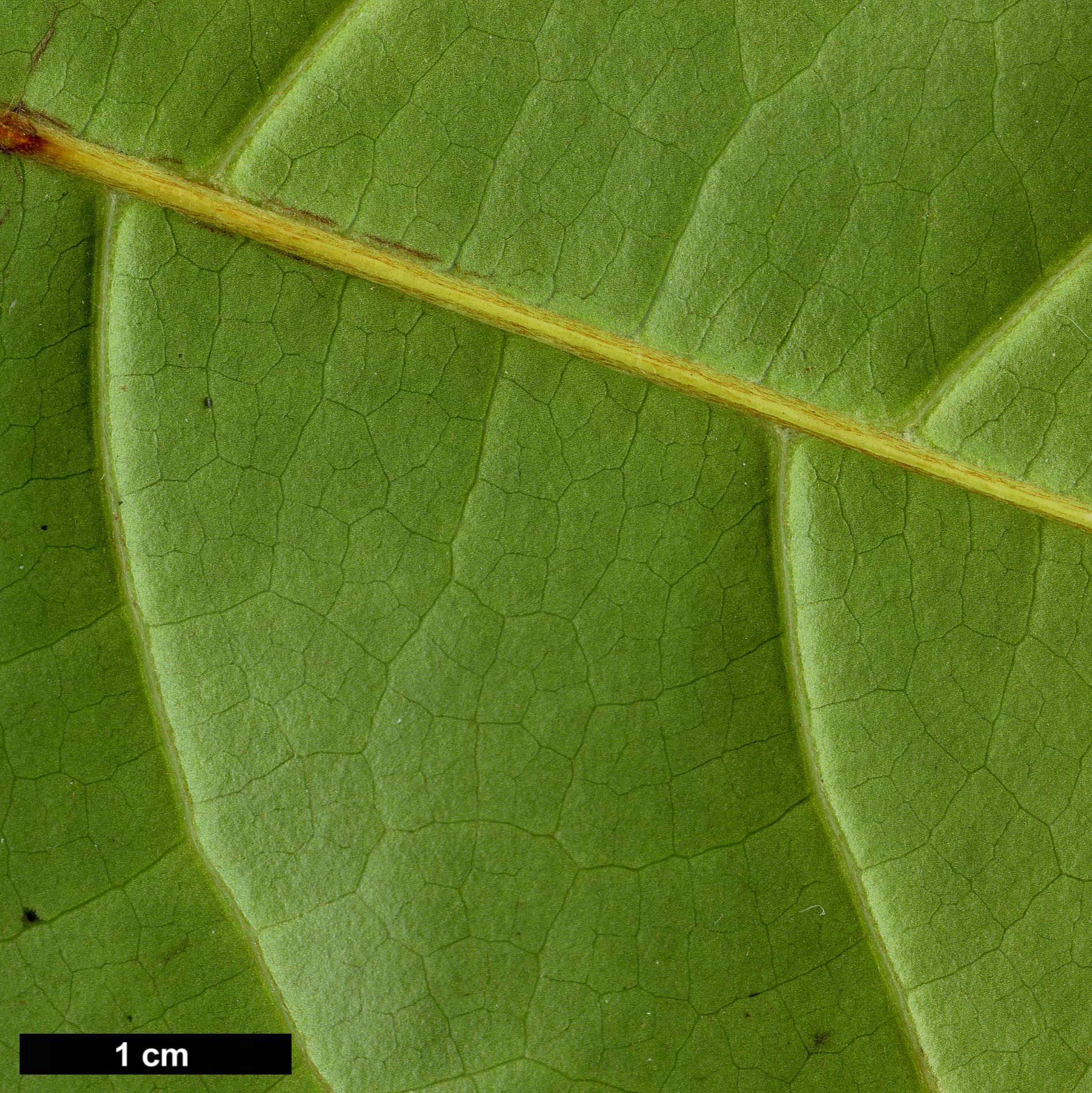 High resolution image: Family: Magnoliaceae - Genus: Magnolia - Taxon: foveolata