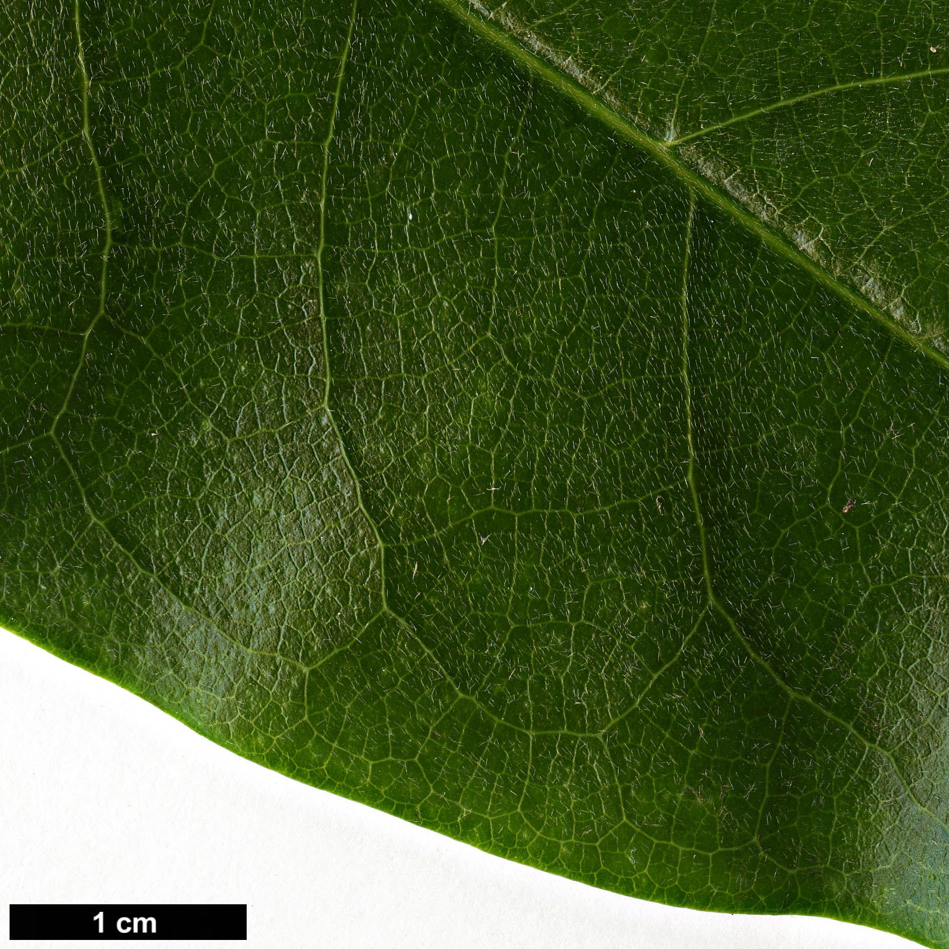 High resolution image: Family: Magnoliaceae - Genus: Magnolia - Taxon: foveolata High resolution image: Family: Magnoliaceae - Genus: Magnolia - Taxon: foveolata