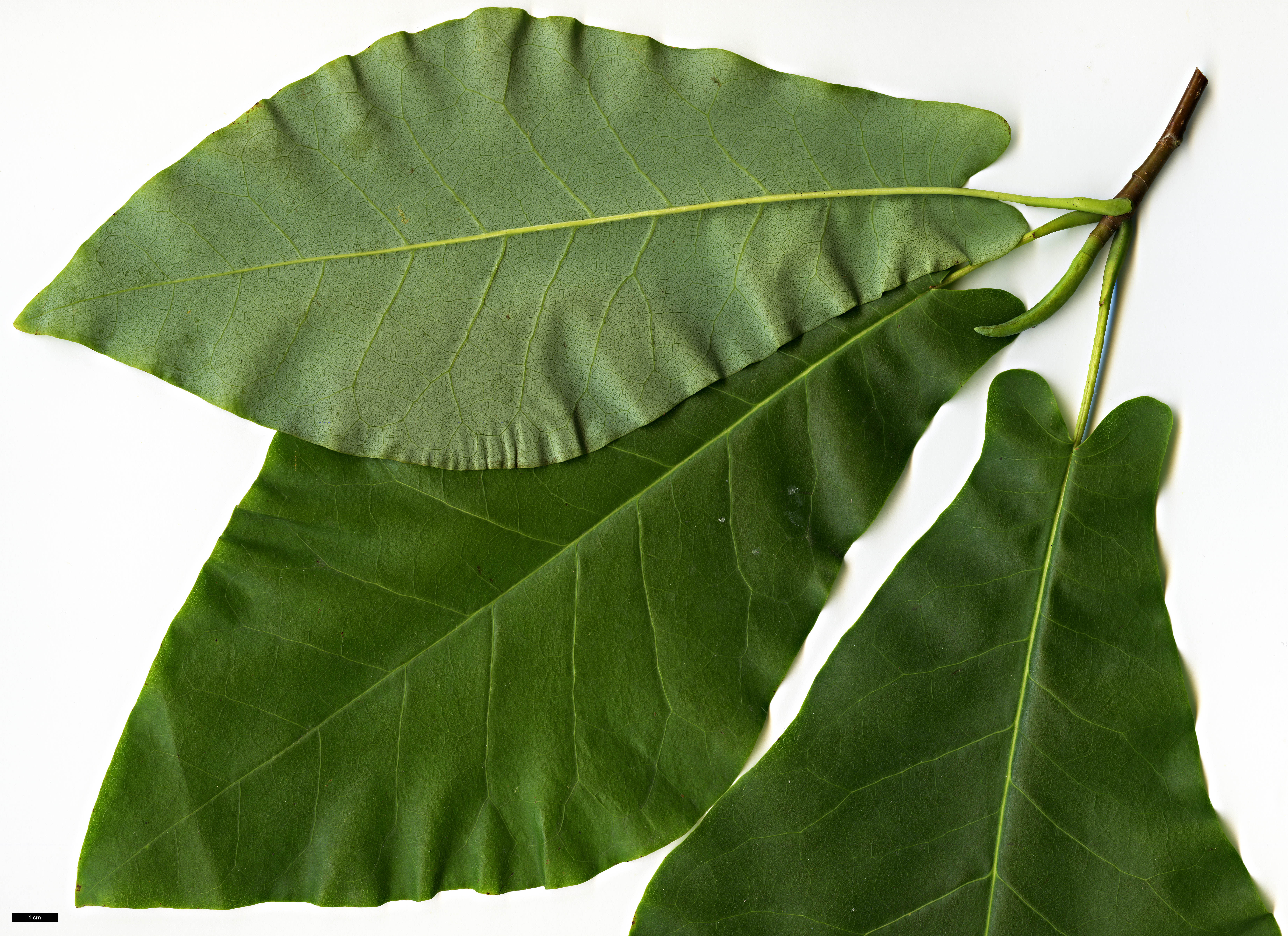 High resolution image: Family: Magnoliaceae - Genus: Magnolia - Taxon: fraseri High resolution image: Family: Magnoliaceae - Genus: Magnolia - Taxon: fraseri