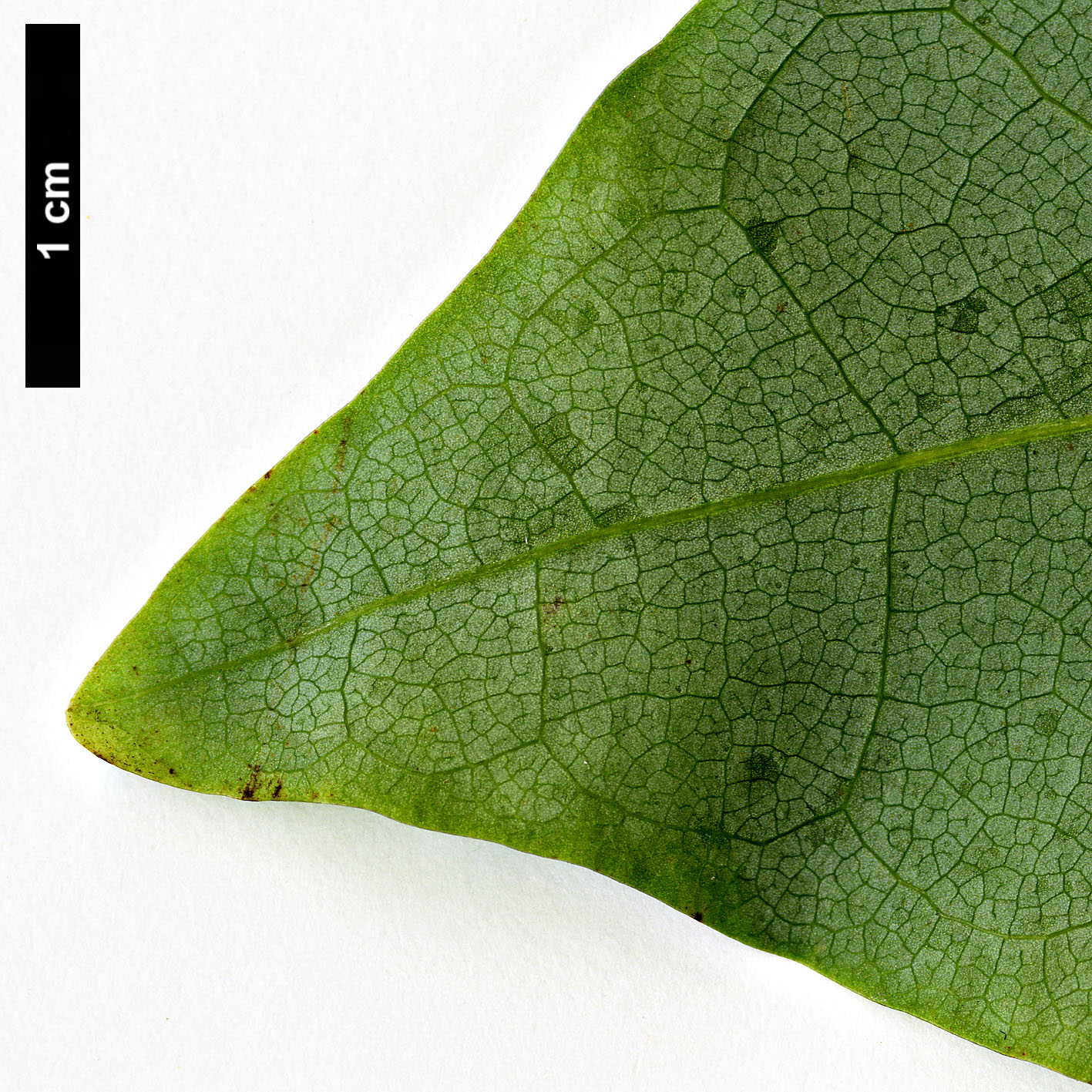 High resolution image: Family: Magnoliaceae - Genus: Magnolia - Taxon: fraseri High resolution image: Family: Magnoliaceae - Genus: Magnolia - Taxon: fraseri