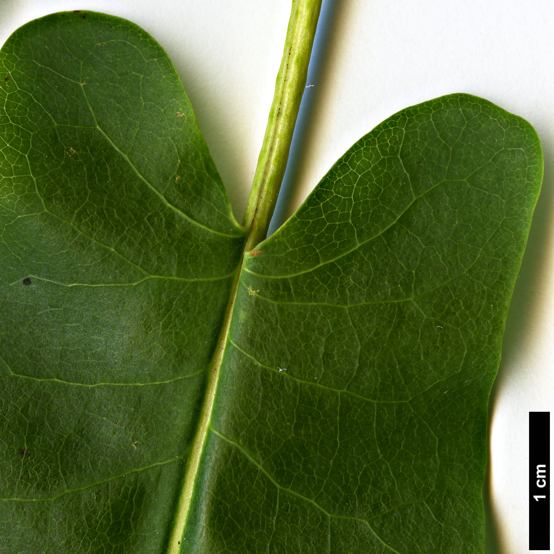 High resolution image: Family: Magnoliaceae - Genus: Magnolia - Taxon: fraseri High resolution image: Family: Magnoliaceae - Genus: Magnolia - Taxon: fraseri