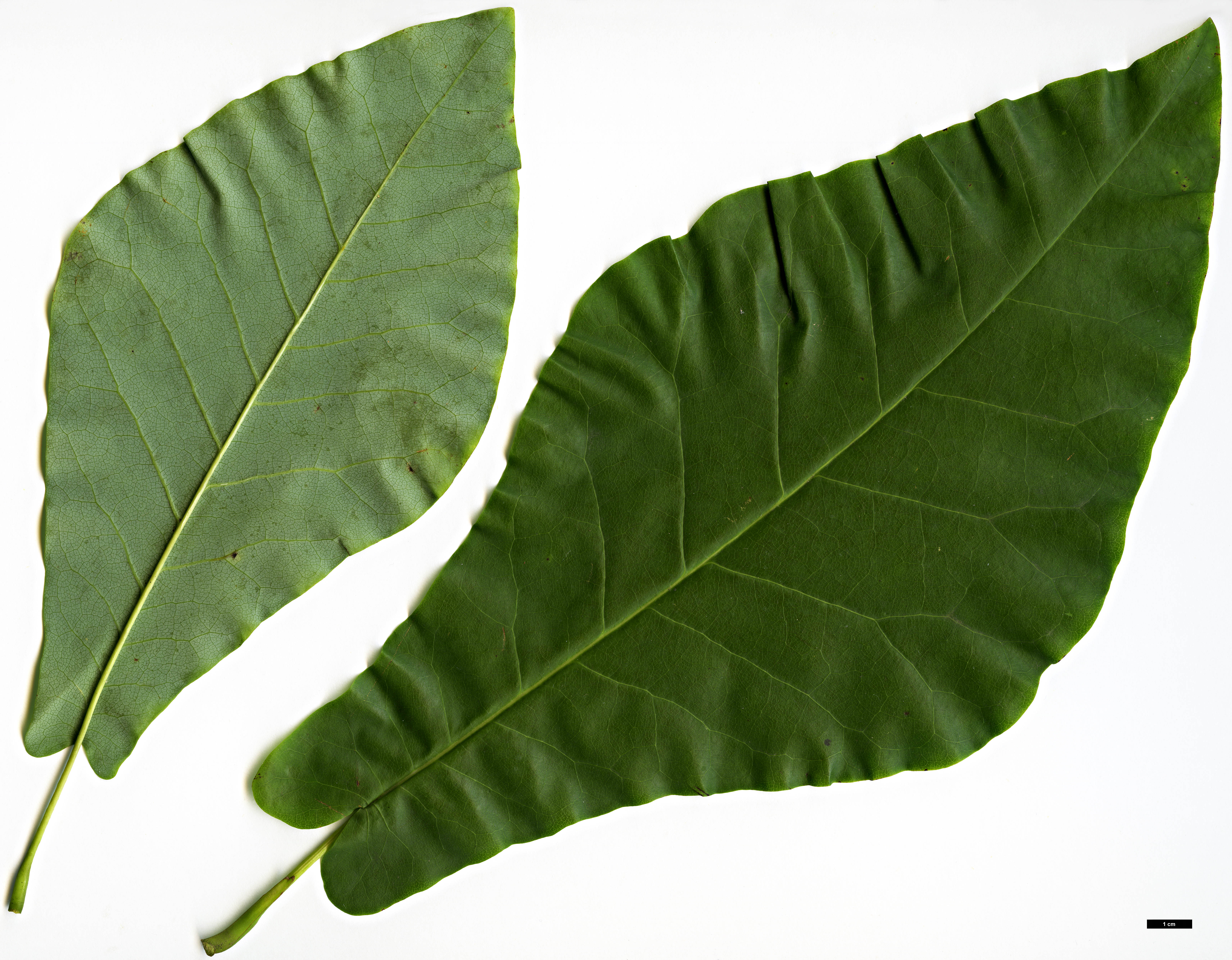 High resolution image: Family: Magnoliaceae - Genus: Magnolia - Taxon: fraseri High resolution image: Family: Magnoliaceae - Genus: Magnolia - Taxon: fraseri