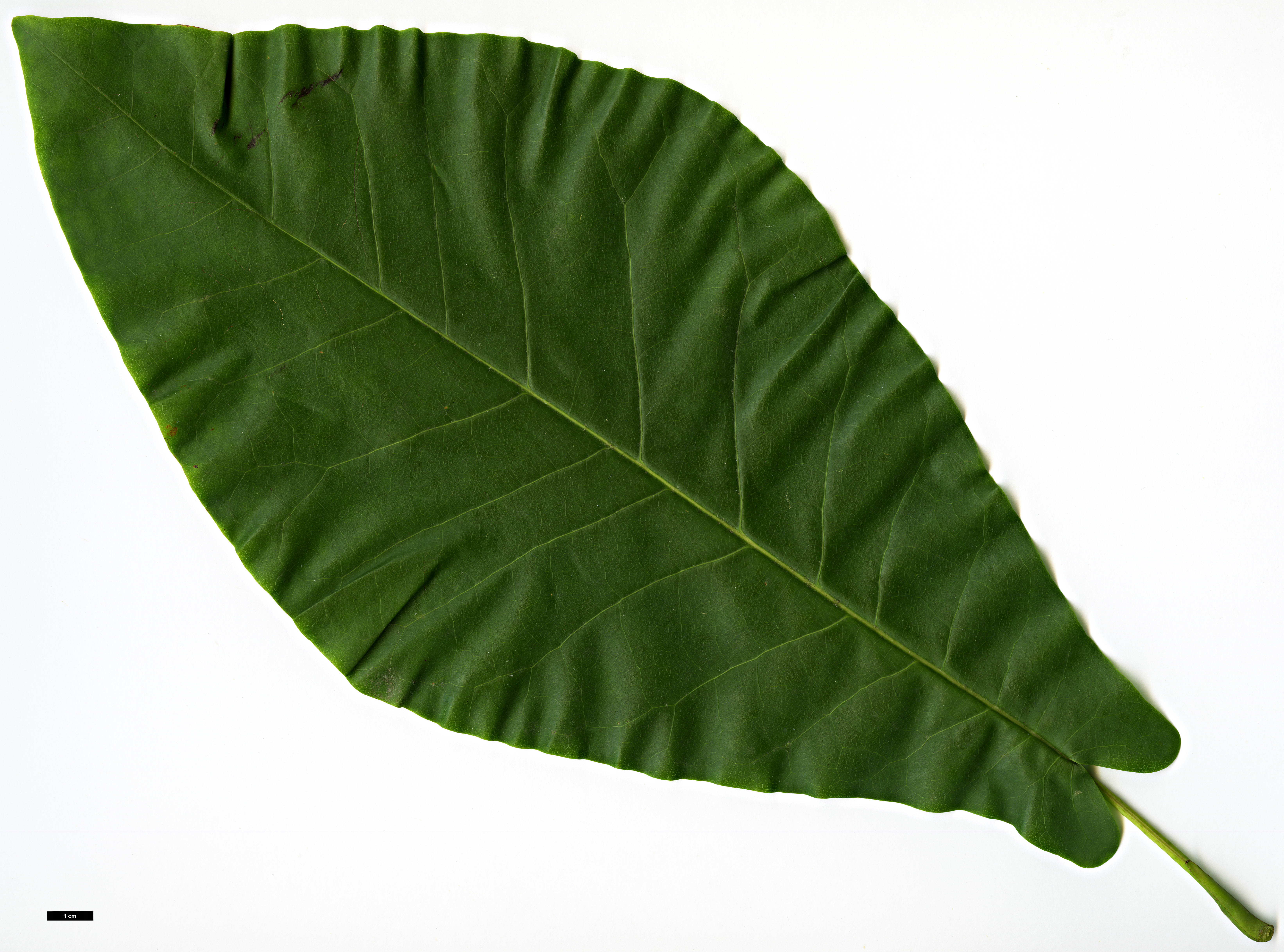 High resolution image: Family: Magnoliaceae - Genus: Magnolia - Taxon: fraseri High resolution image: Family: Magnoliaceae - Genus: Magnolia - Taxon: fraseri