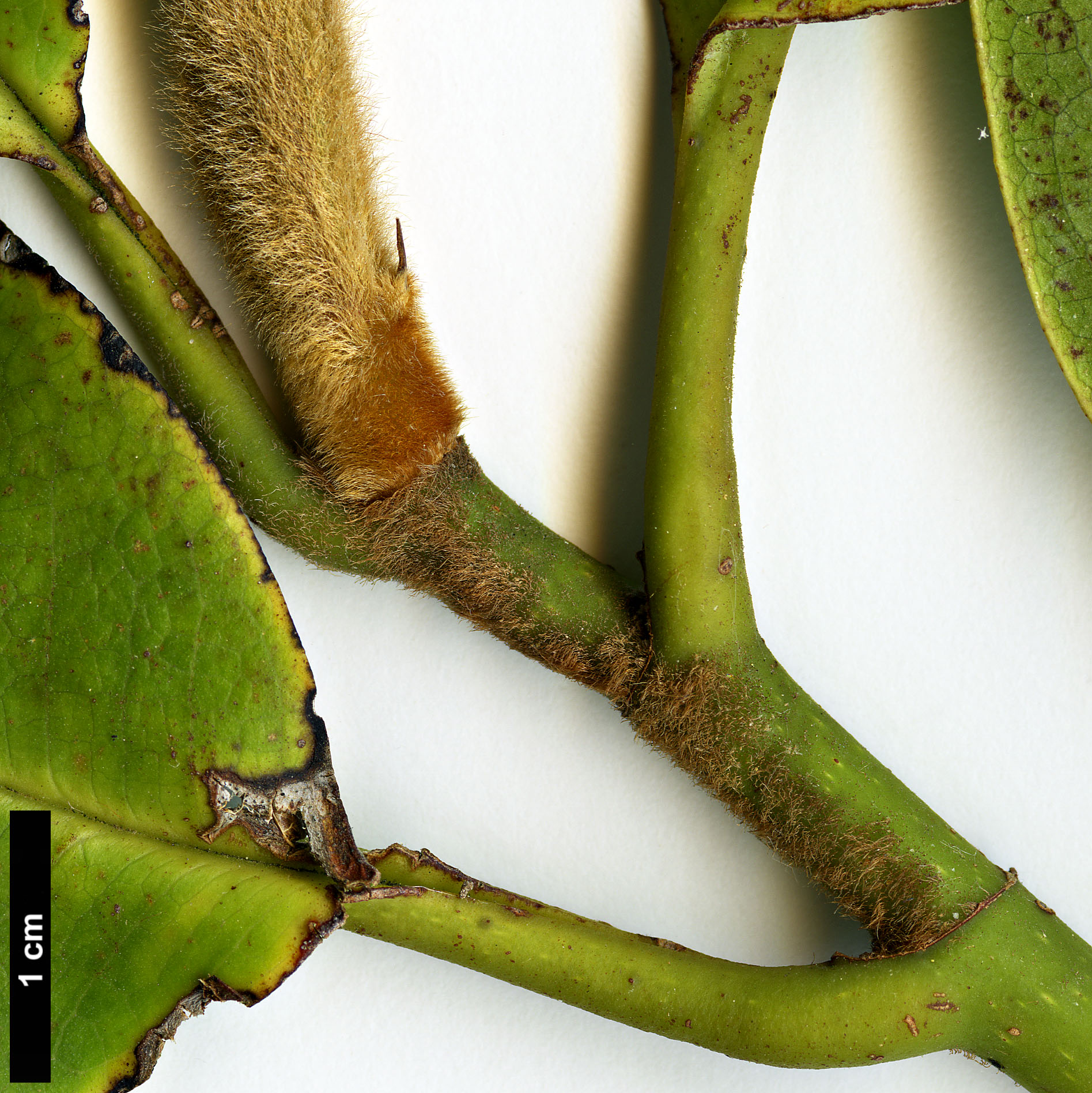 High resolution image: Family: Magnoliaceae - Genus: Magnolia - Taxon: fulva