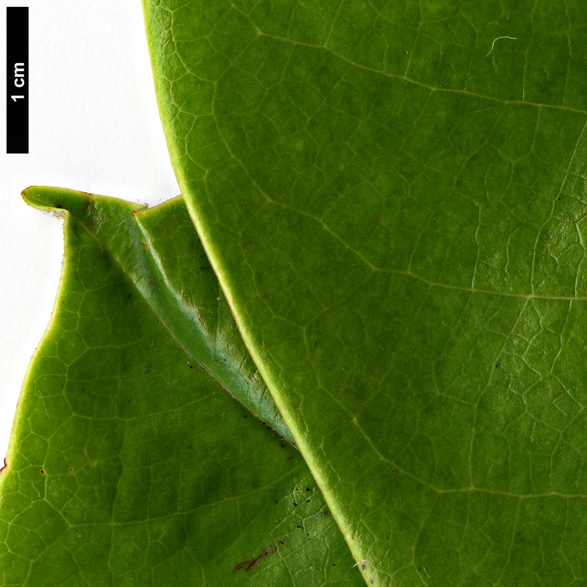 High resolution image: Family: Magnoliaceae - Genus: Magnolia - Taxon: fulva High resolution image: Family: Magnoliaceae - Genus: Magnolia - Taxon: fulva