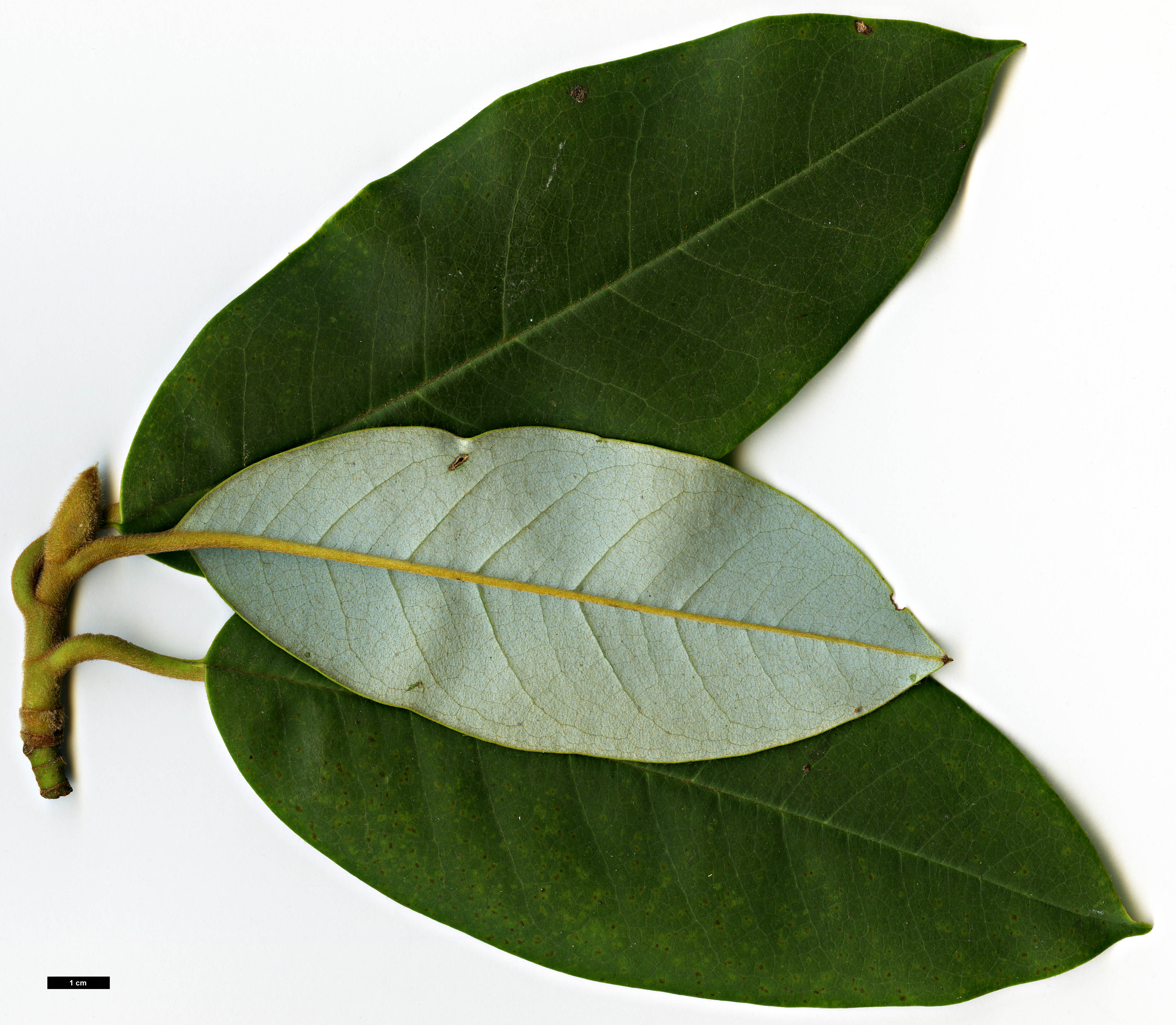 High resolution image: Family: Magnoliaceae - Genus: Magnolia - Taxon: fulva High resolution image: Family: Magnoliaceae - Genus: Magnolia - Taxon: fulva