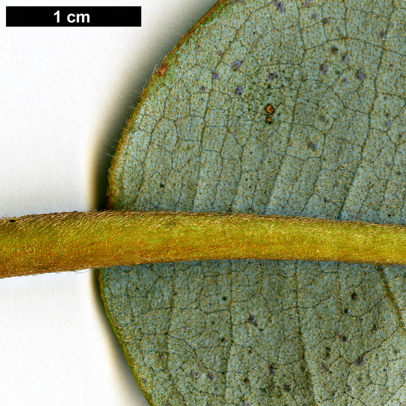 High resolution image: Family: Magnoliaceae - Genus: Magnolia - Taxon: fulva High resolution image: Family: Magnoliaceae - Genus: Magnolia - Taxon: fulva