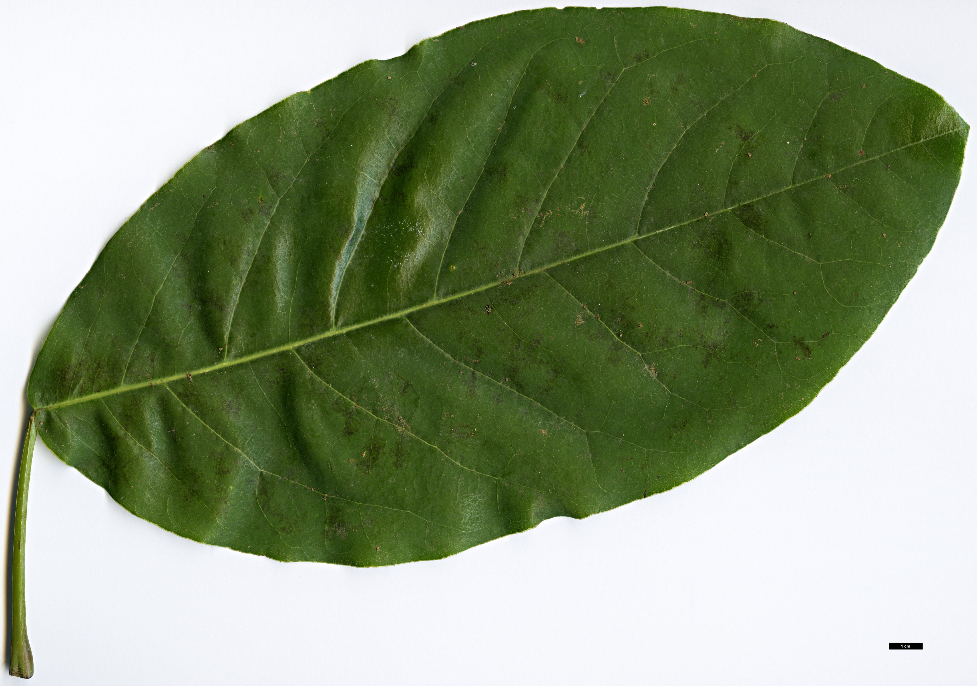 High resolution image: Family: Magnoliaceae - Genus: Magnolia - Taxon: gloriensis