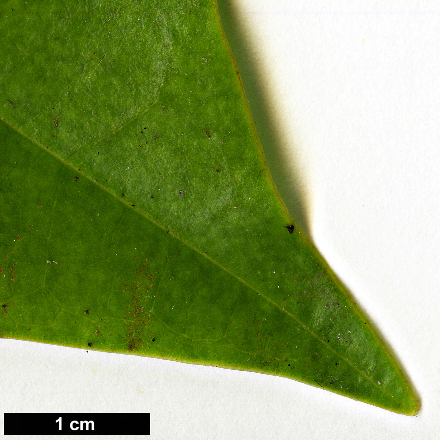 High resolution image: Family: Magnoliaceae - Genus: Magnolia - Taxon: grandis