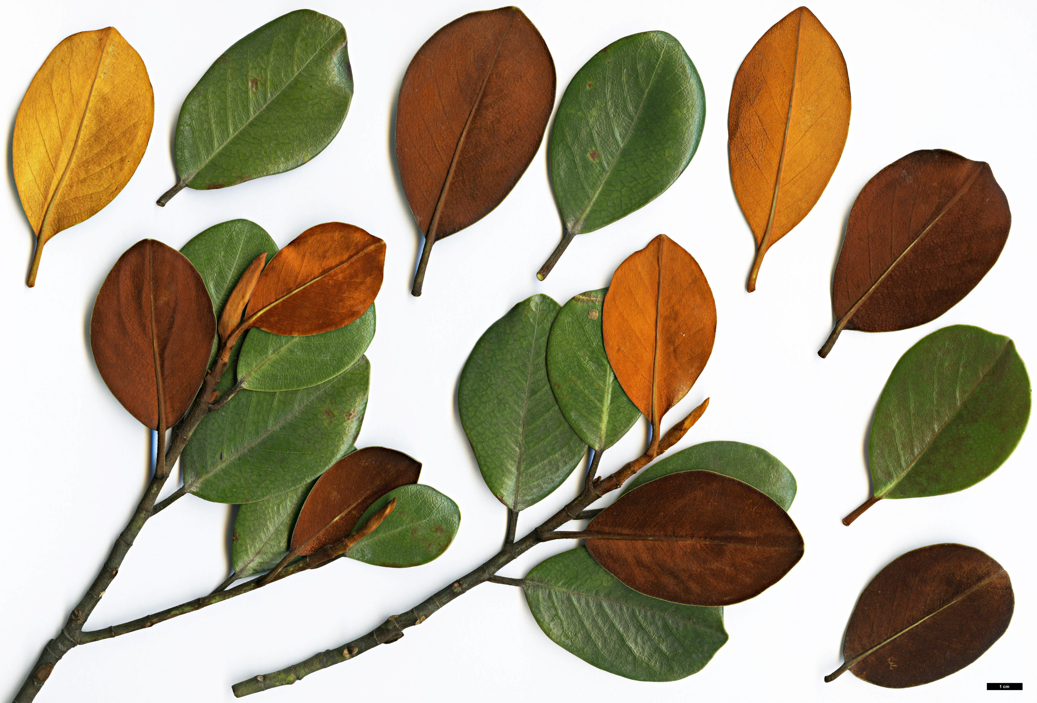 High resolution image: Family: Magnoliaceae - Genus: Magnolia - Taxon: guangdongensis