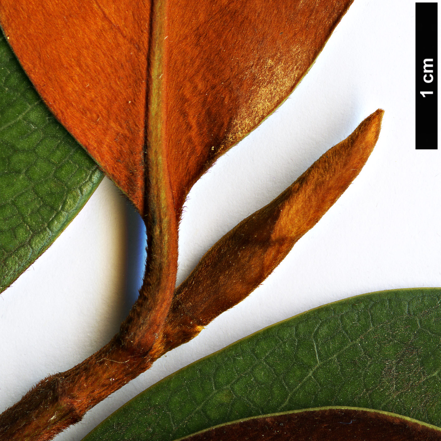 High resolution image: Family: Magnoliaceae - Genus: Magnolia - Taxon: guangdongensis High resolution image: Family: Magnoliaceae - Genus: Magnolia - Taxon: guangdongensis