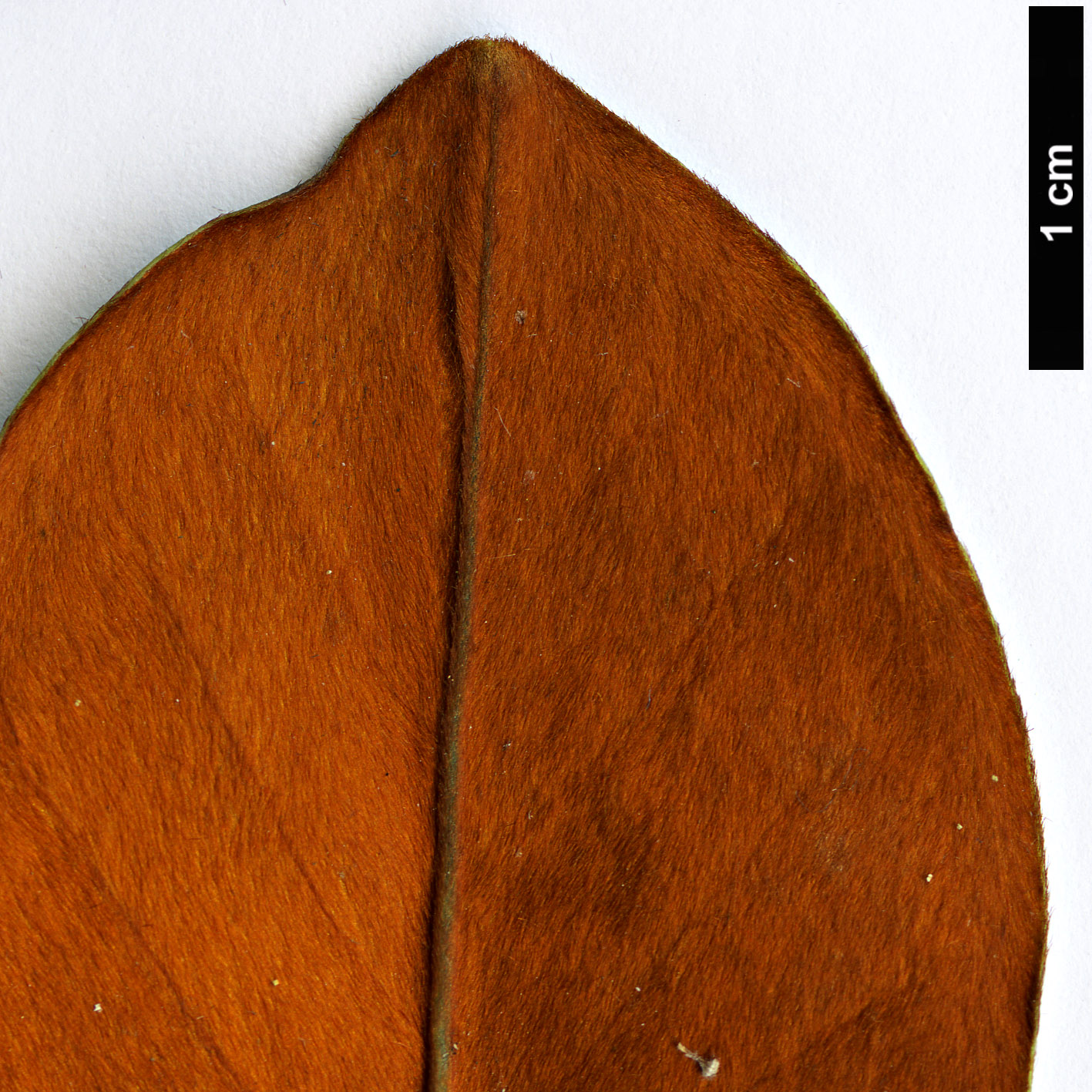 High resolution image: Family: Magnoliaceae - Genus: Magnolia - Taxon: guangdongensis High resolution image: Family: Magnoliaceae - Genus: Magnolia - Taxon: guangdongensis