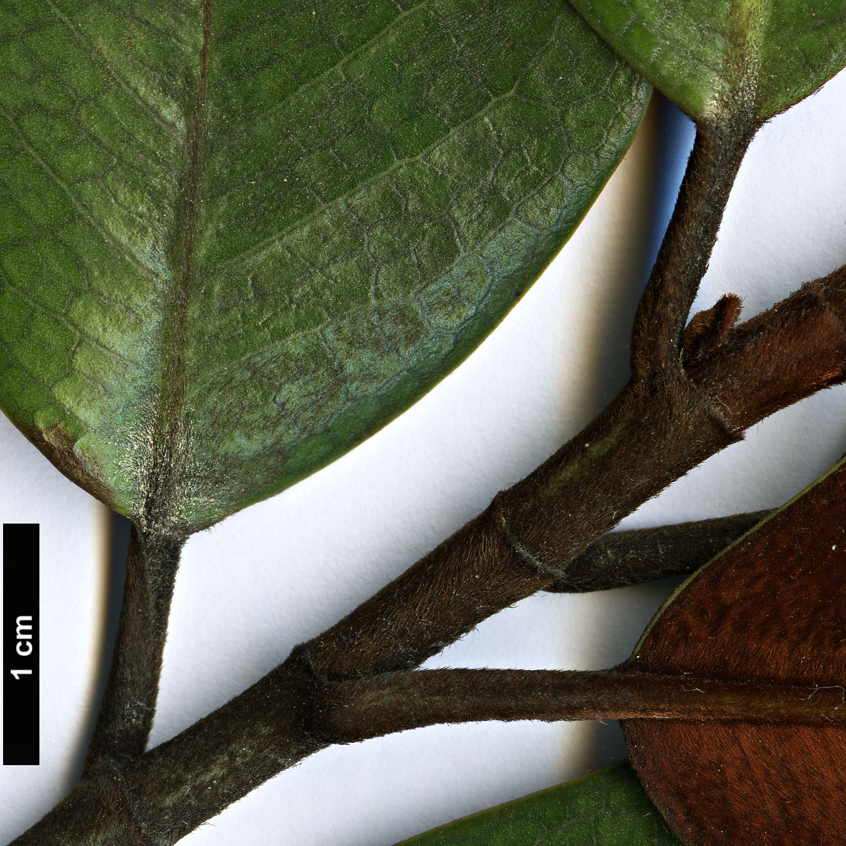 High resolution image: Family: Magnoliaceae - Genus: Magnolia - Taxon: guangdongensis High resolution image: Family: Magnoliaceae - Genus: Magnolia - Taxon: guangdongensis