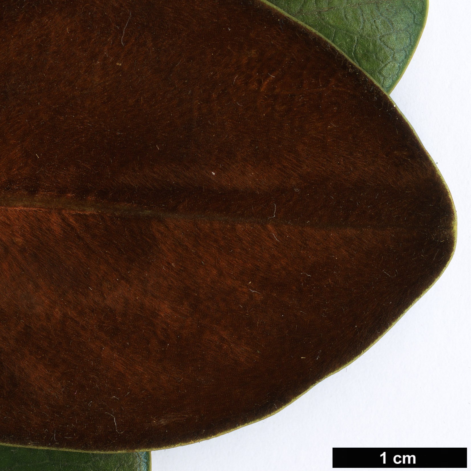 High resolution image: Family: Magnoliaceae - Genus: Magnolia - Taxon: guangdongensis High resolution image: Family: Magnoliaceae - Genus: Magnolia - Taxon: guangdongensis