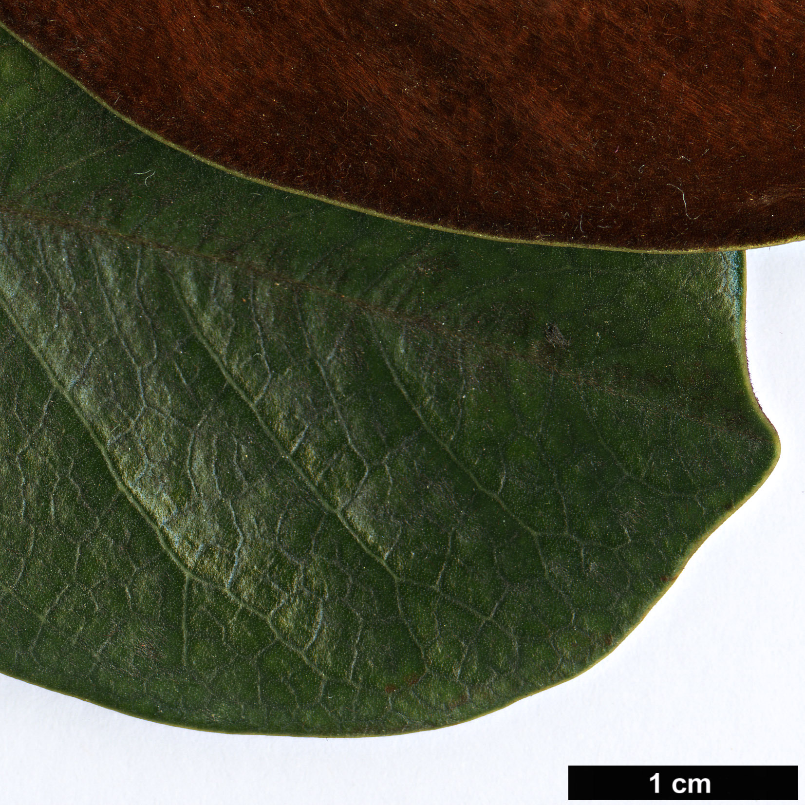 High resolution image: Family: Magnoliaceae - Genus: Magnolia - Taxon: guangdongensis