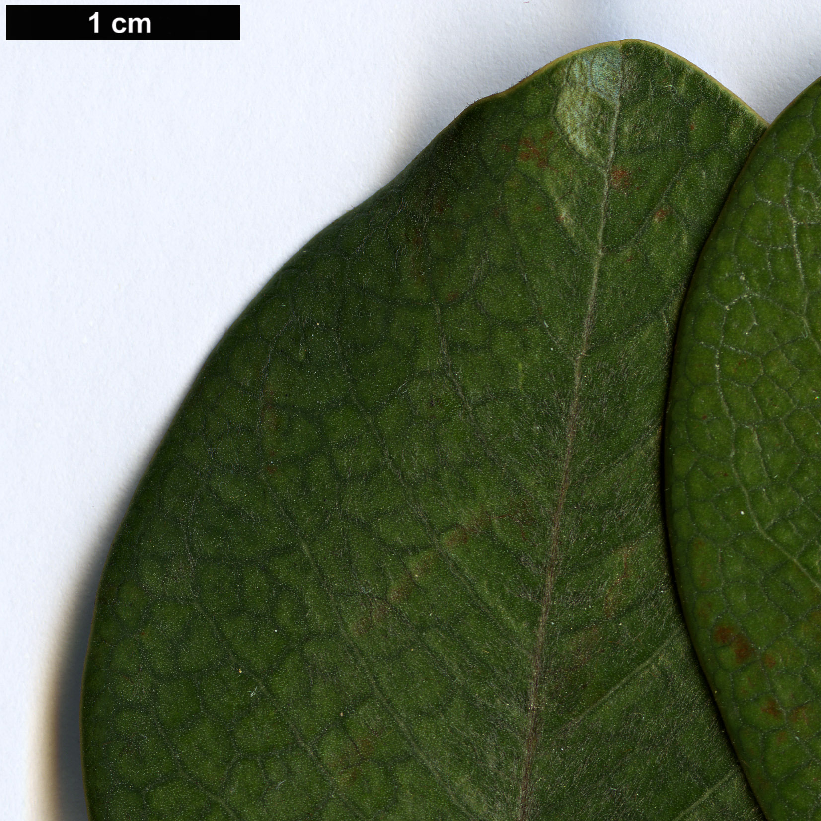 High resolution image: Family: Magnoliaceae - Genus: Magnolia - Taxon: guangdongensis High resolution image: Family: Magnoliaceae - Genus: Magnolia - Taxon: guangdongensis