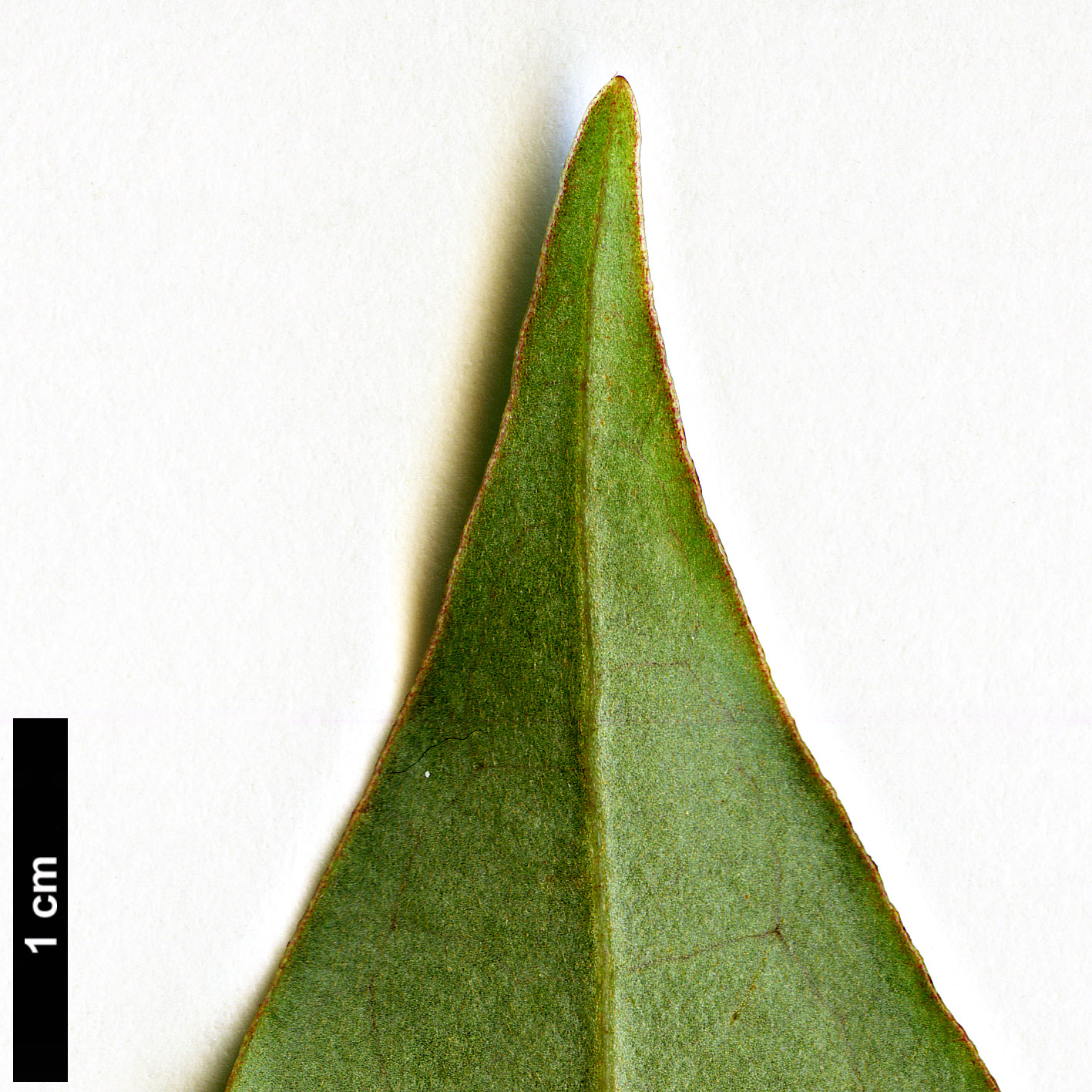 High resolution image: Family: Magnoliaceae - Genus: Magnolia - Taxon: guangnanica High resolution image: Family: Magnoliaceae - Genus: Magnolia - Taxon: guangnanica