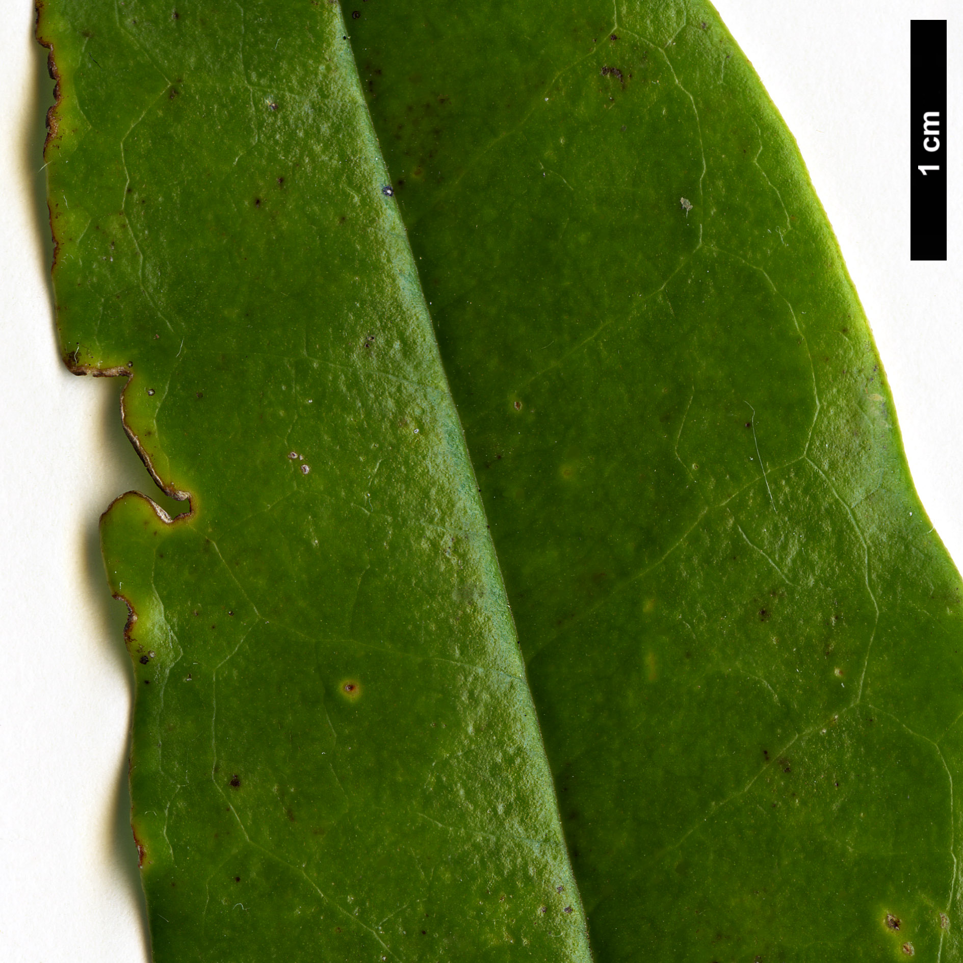 High resolution image: Family: Magnoliaceae - Genus: Magnolia - Taxon: guangnanica High resolution image: Family: Magnoliaceae - Genus: Magnolia - Taxon: guangnanica