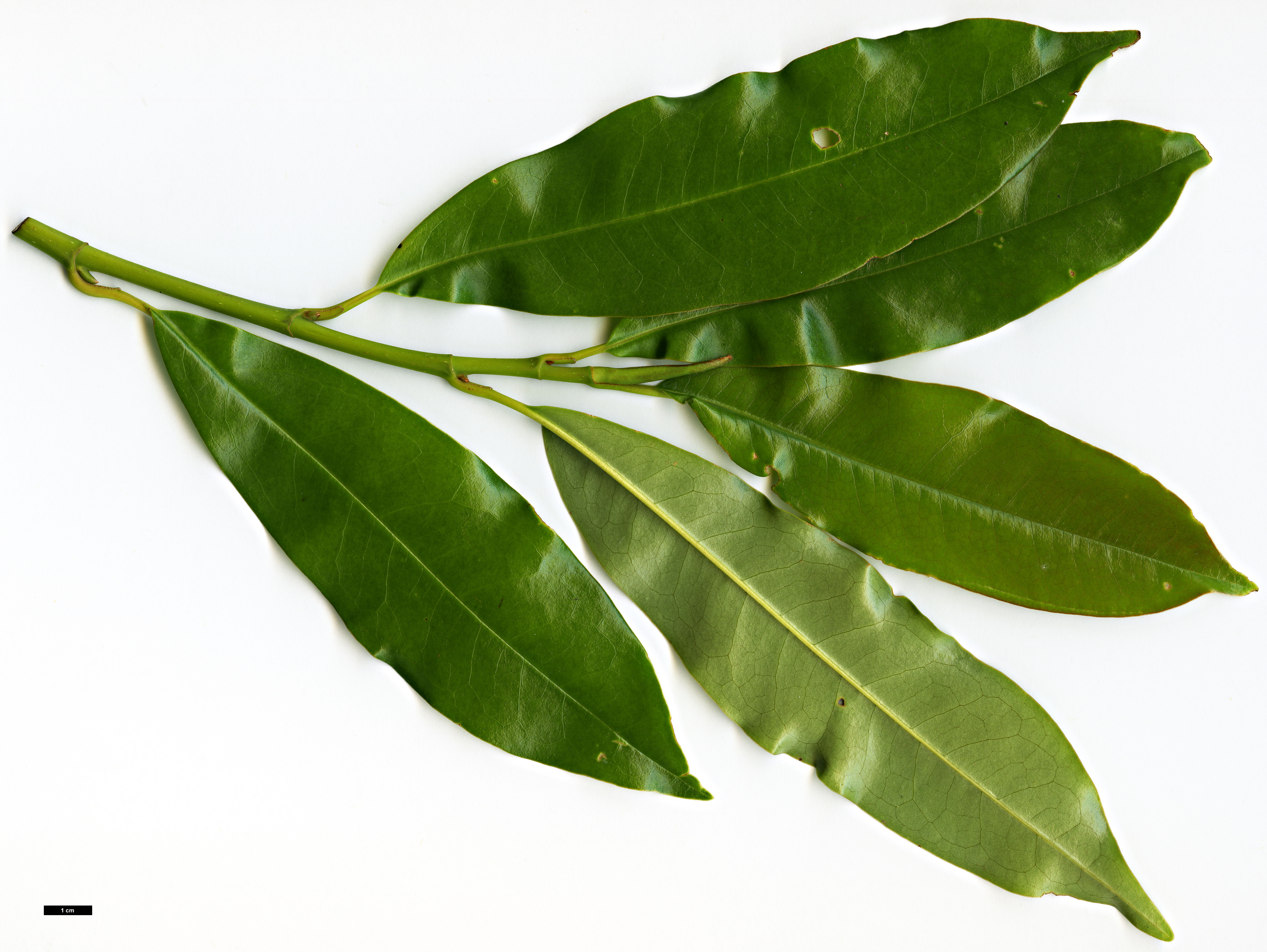 High resolution image: Family: Magnoliaceae - Genus: Magnolia - Taxon: hookeri