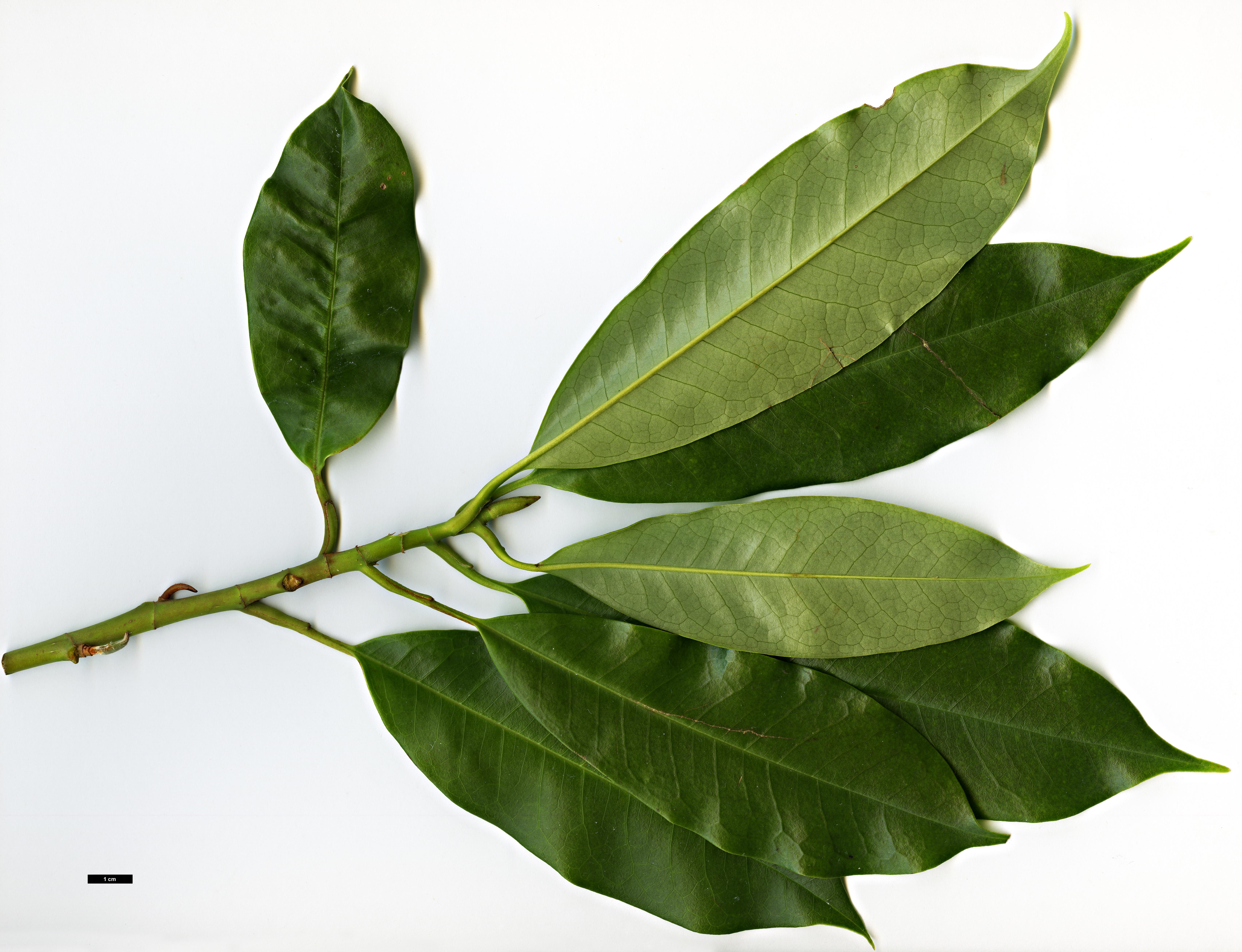 High resolution image: Family: Magnoliaceae - Genus: Magnolia - Taxon: insignis High resolution image: Family: Magnoliaceae - Genus: Magnolia - Taxon: insignis