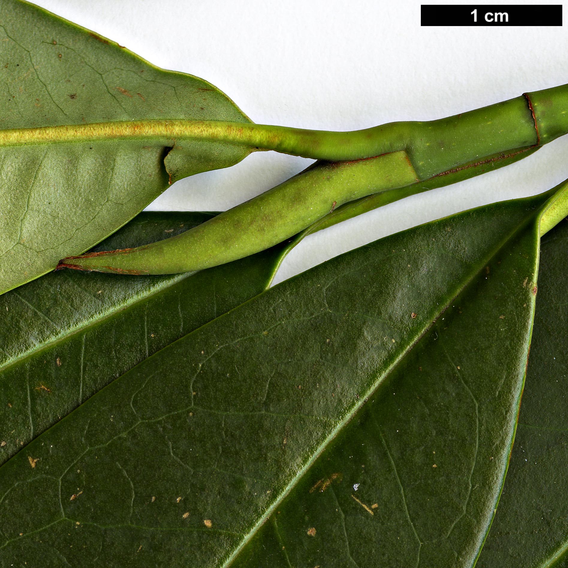 High resolution image: Family: Magnoliaceae - Genus: Magnolia - Taxon: insignis High resolution image: Family: Magnoliaceae - Genus: Magnolia - Taxon: insignis