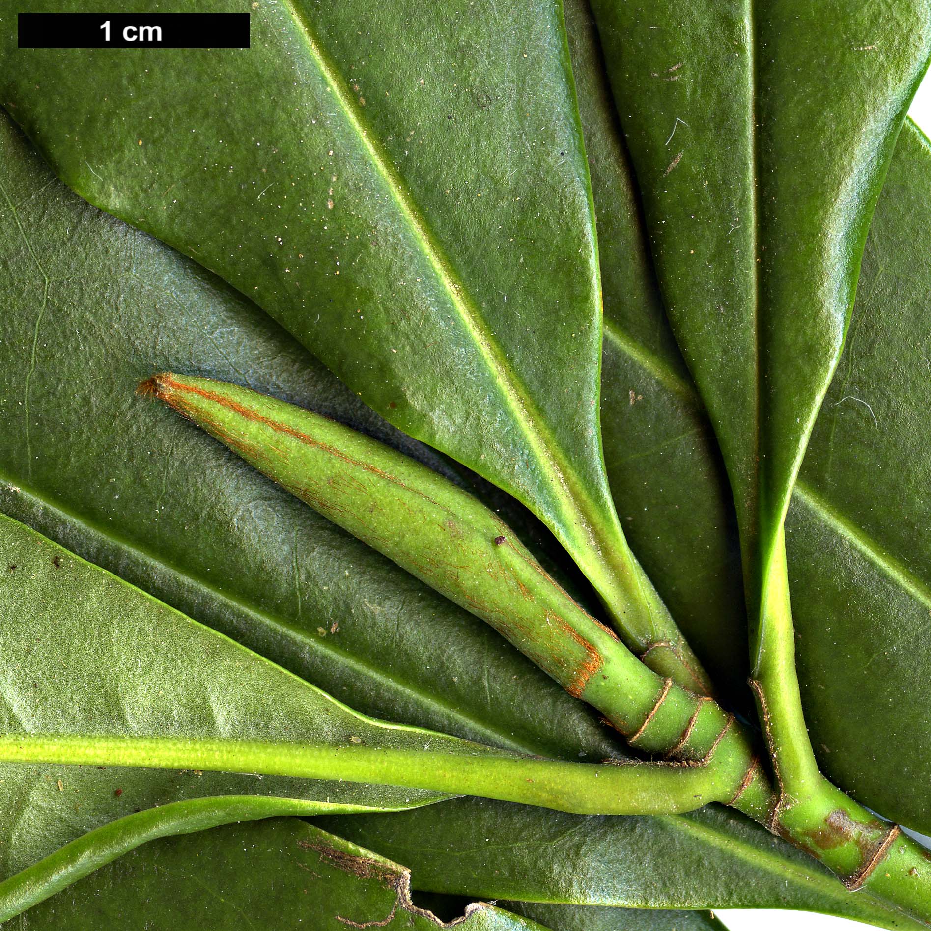 High resolution image: Family: Magnoliaceae - Genus: Magnolia - Taxon: insignis