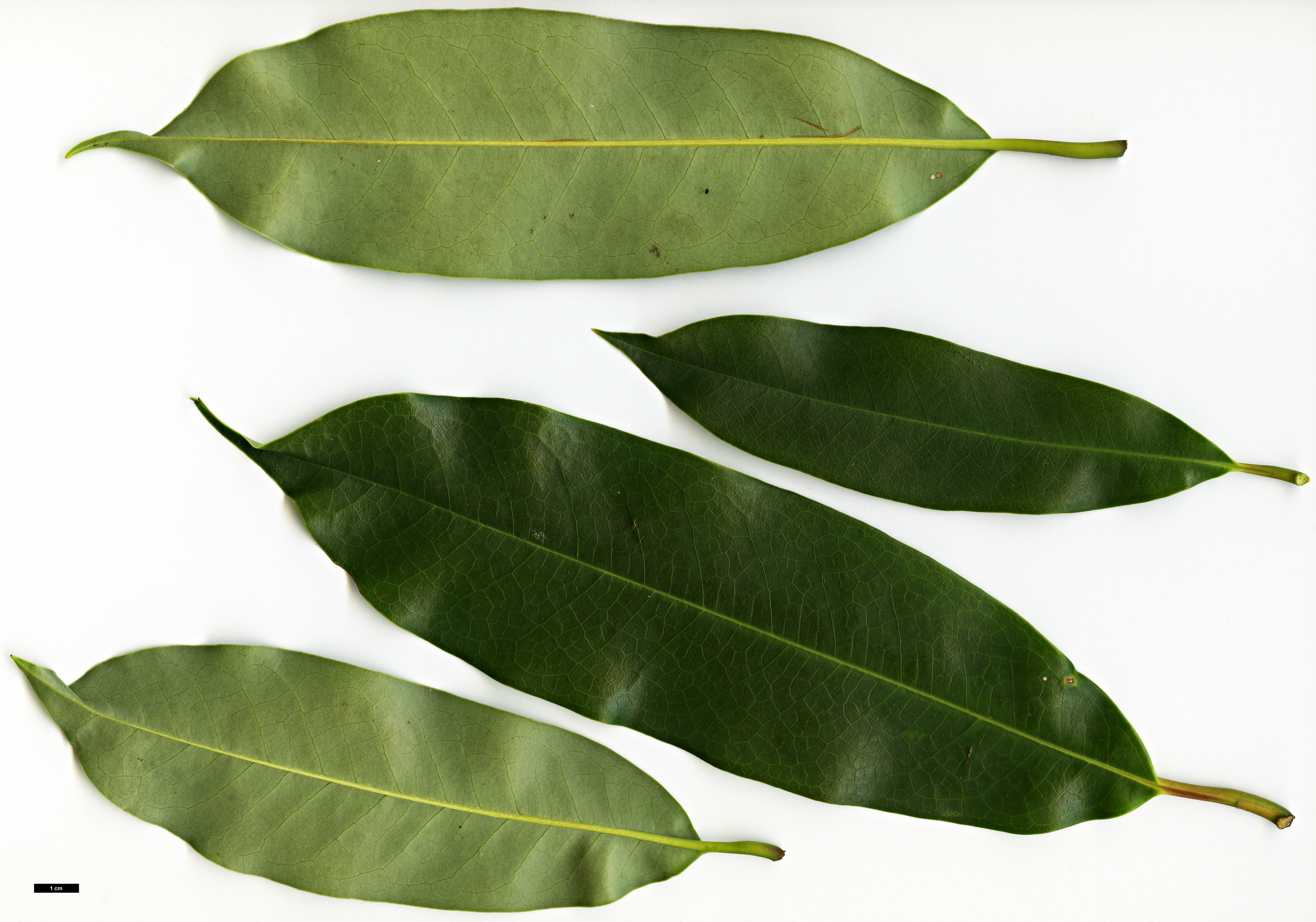 High resolution image: Family: Magnoliaceae - Genus: Magnolia - Taxon: insignis High resolution image: Family: Magnoliaceae - Genus: Magnolia - Taxon: insignis