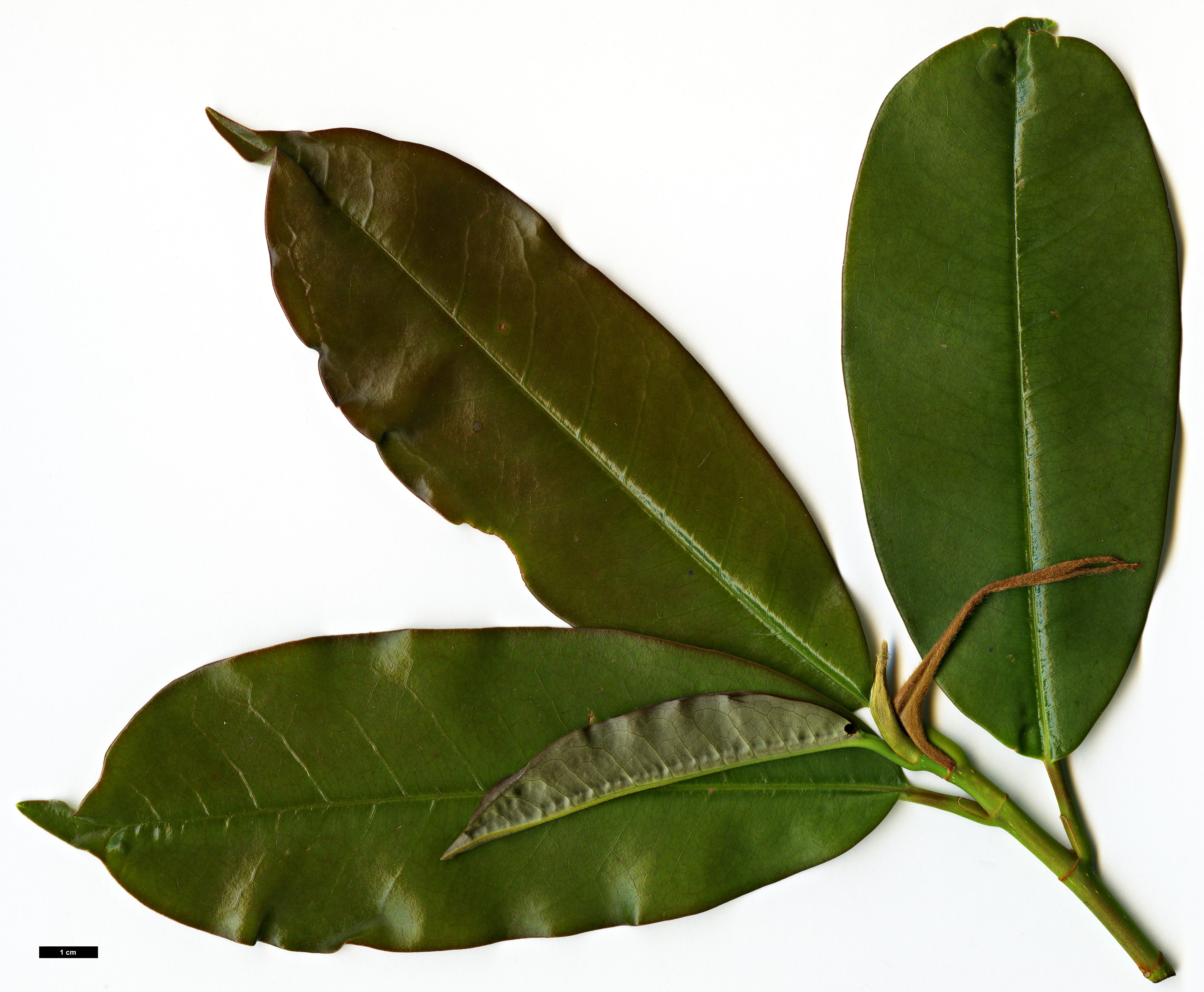 High resolution image: Family: Magnoliaceae - Genus: Magnolia - Taxon: insignis High resolution image: Family: Magnoliaceae - Genus: Magnolia - Taxon: insignis