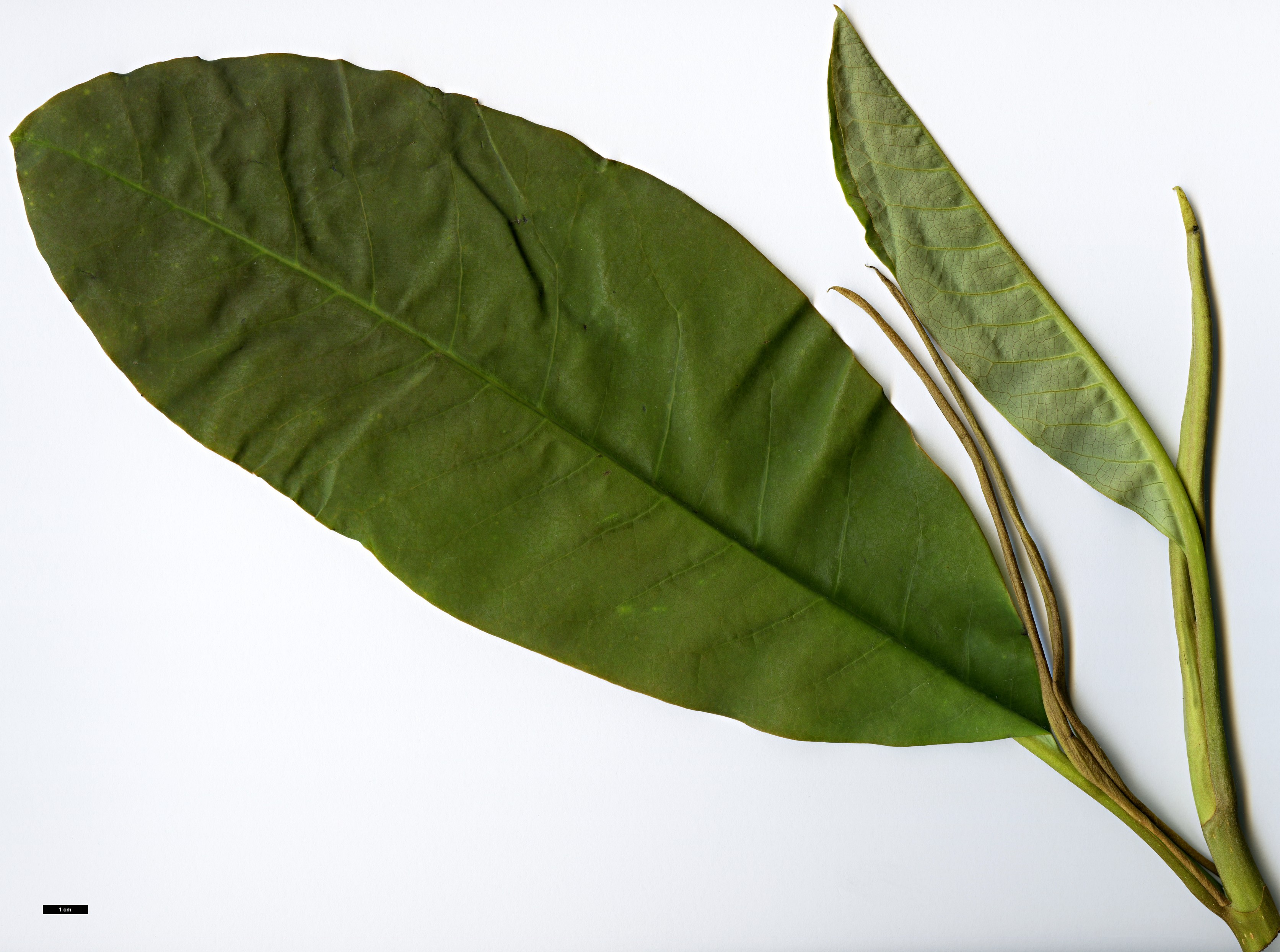 High resolution image: Family: Magnoliaceae - Genus: Magnolia - Taxon: kachinensis High resolution image: Family: Magnoliaceae - Genus: Magnolia - Taxon: kachinensis