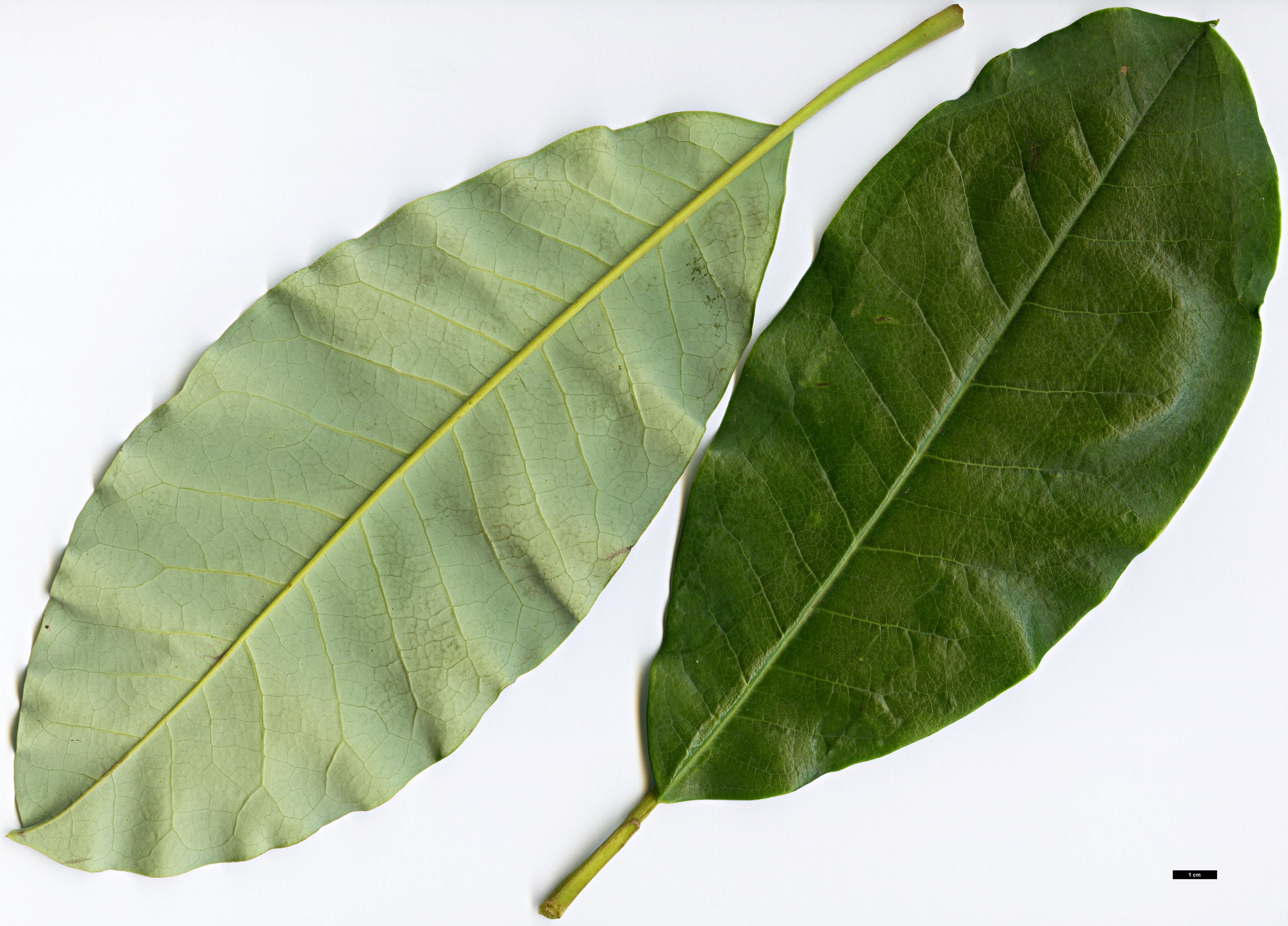 High resolution image: Family: Magnoliaceae - Genus: Magnolia - Taxon: kachinensis High resolution image: Family: Magnoliaceae - Genus: Magnolia - Taxon: kachinensis