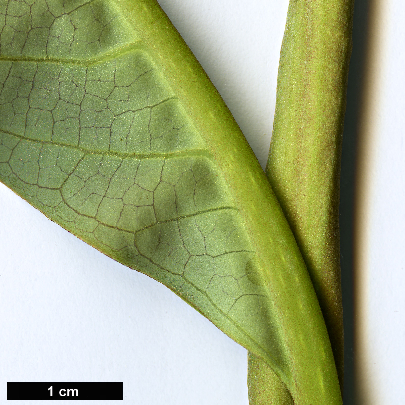 High resolution image: Family: Magnoliaceae - Genus: Magnolia - Taxon: kachinensis High resolution image: Family: Magnoliaceae - Genus: Magnolia - Taxon: kachinensis