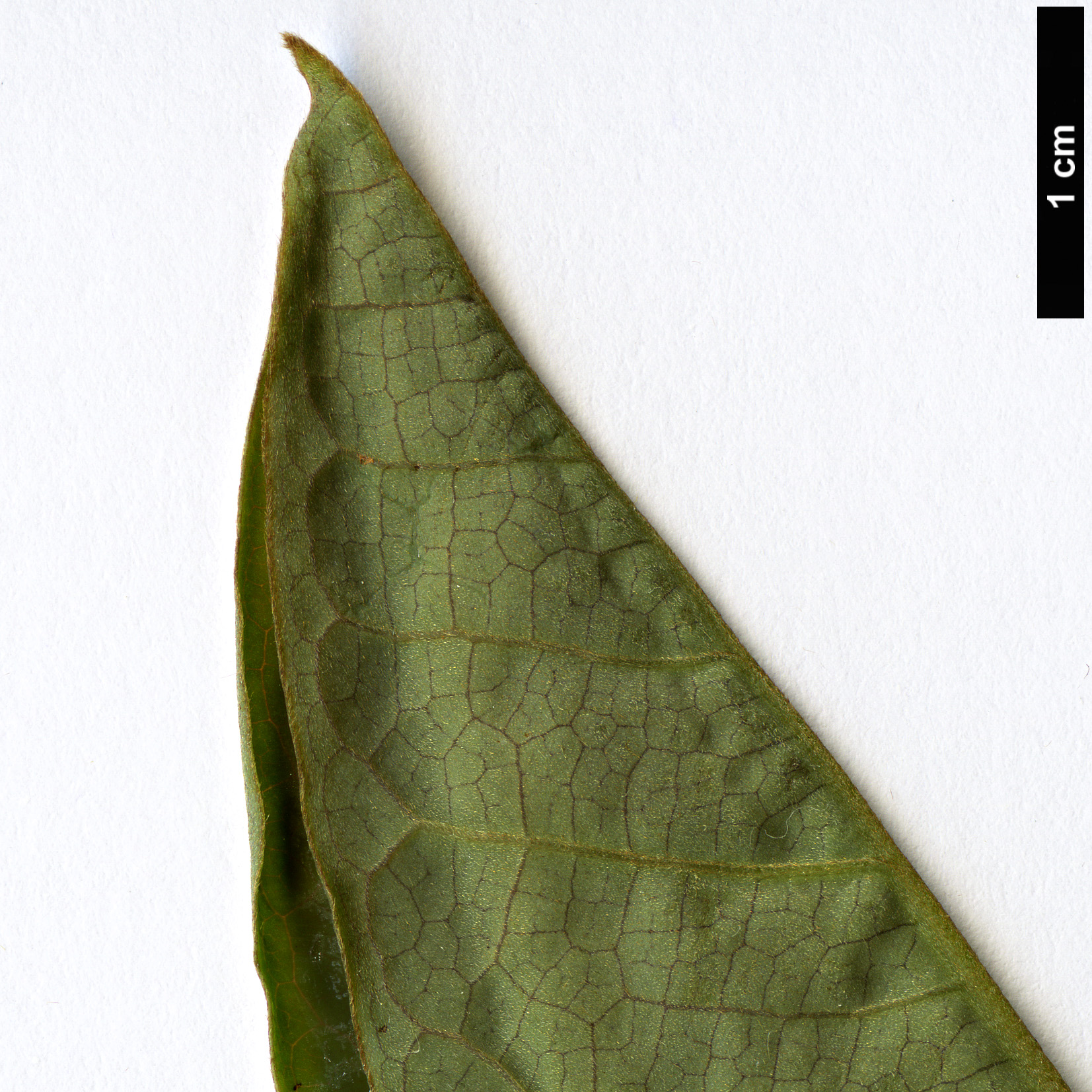 High resolution image: Family: Magnoliaceae - Genus: Magnolia - Taxon: kachinensis High resolution image: Family: Magnoliaceae - Genus: Magnolia - Taxon: kachinensis