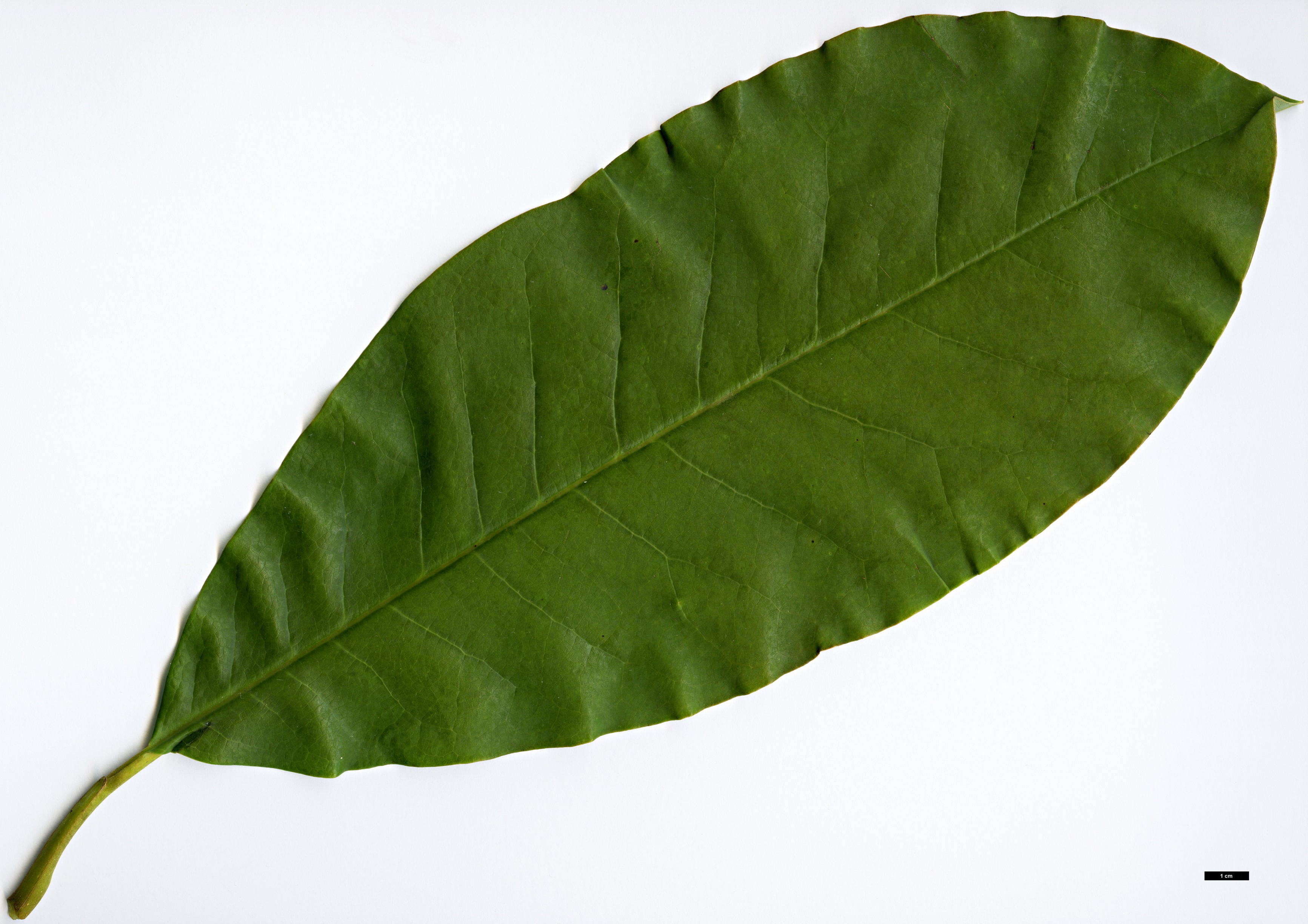 High resolution image: Family: Magnoliaceae - Genus: Magnolia - Taxon: kachinensis High resolution image: Family: Magnoliaceae - Genus: Magnolia - Taxon: kachinensis