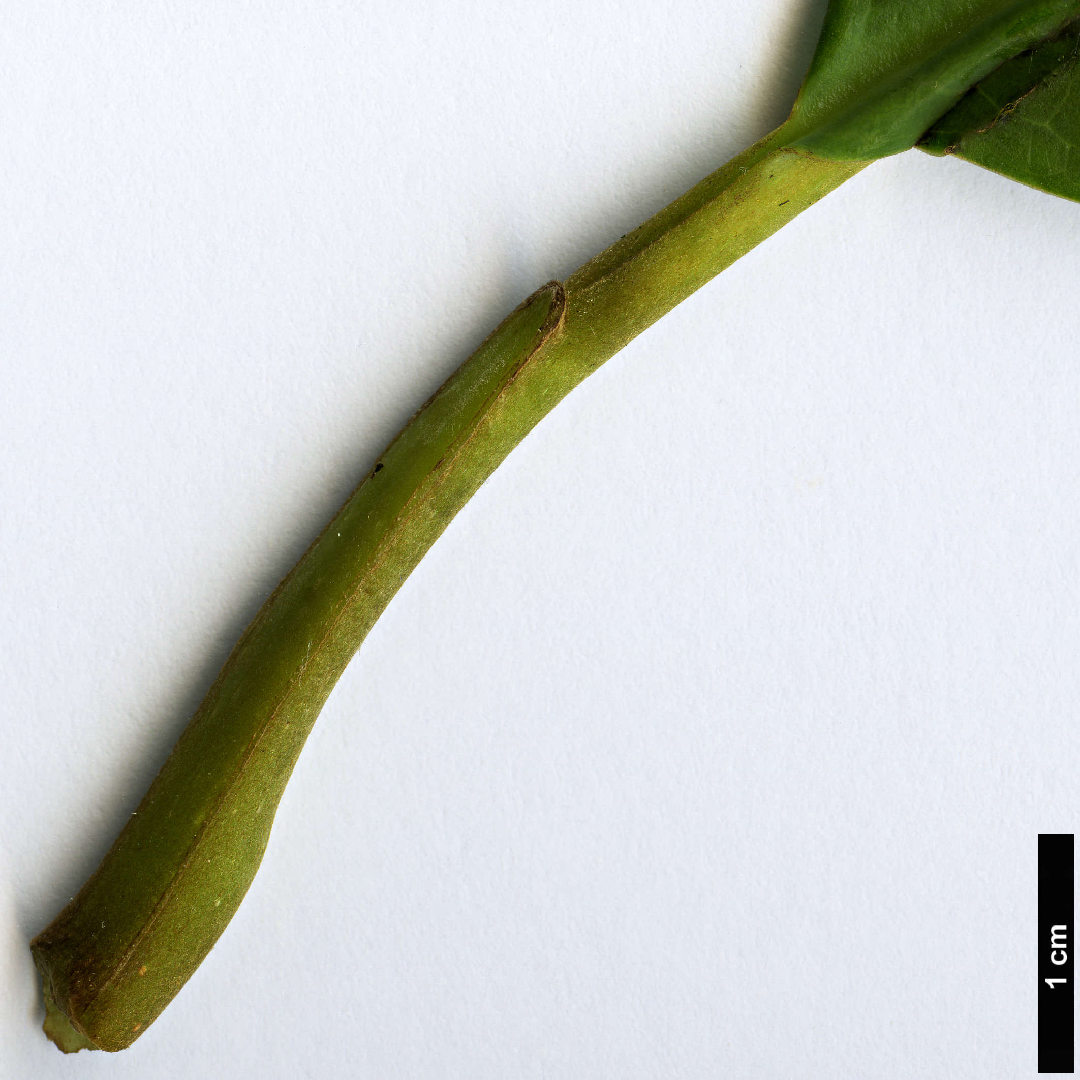 High resolution image: Family: Magnoliaceae - Genus: Magnolia - Taxon: kachinensis High resolution image: Family: Magnoliaceae - Genus: Magnolia - Taxon: kachinensis