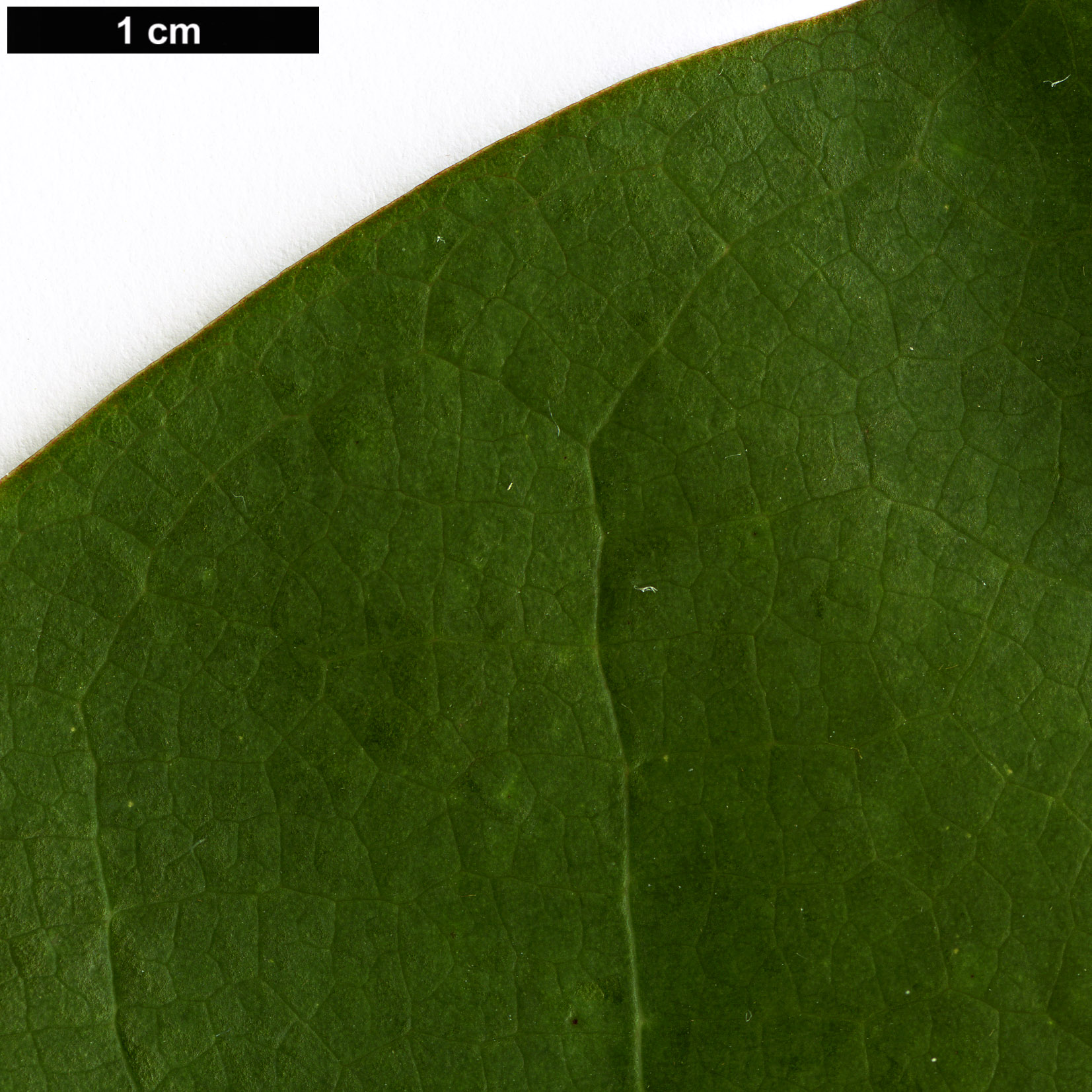 High resolution image: Family: Magnoliaceae - Genus: Magnolia - Taxon: kachinensis High resolution image: Family: Magnoliaceae - Genus: Magnolia - Taxon: kachinensis